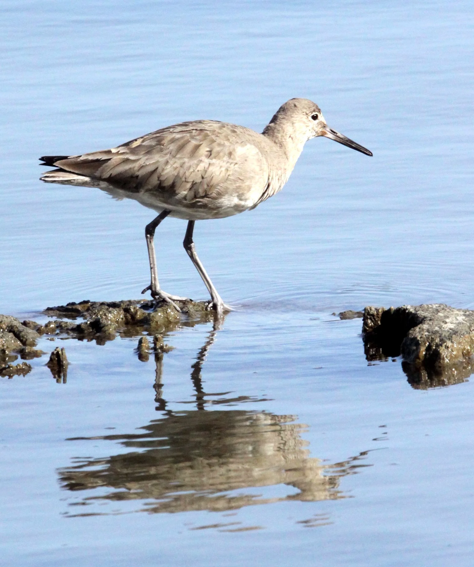BIRD - WILLET - ARCATA MARSH CALIFORNIA (9).JPG