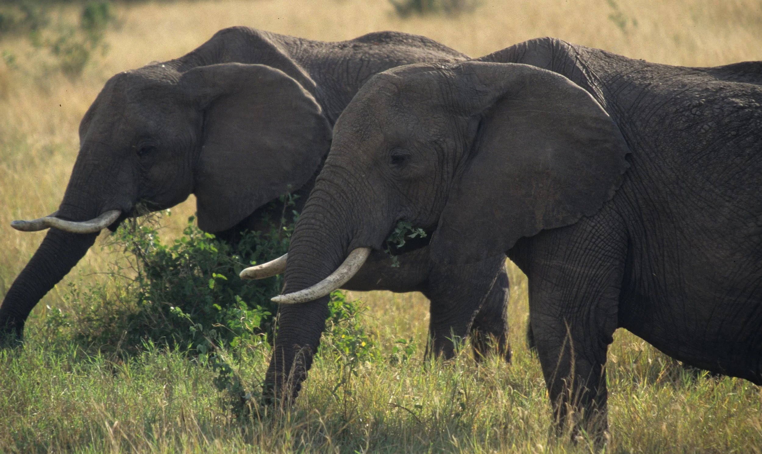 ELEPHANT - SERENGETI 43.jpg