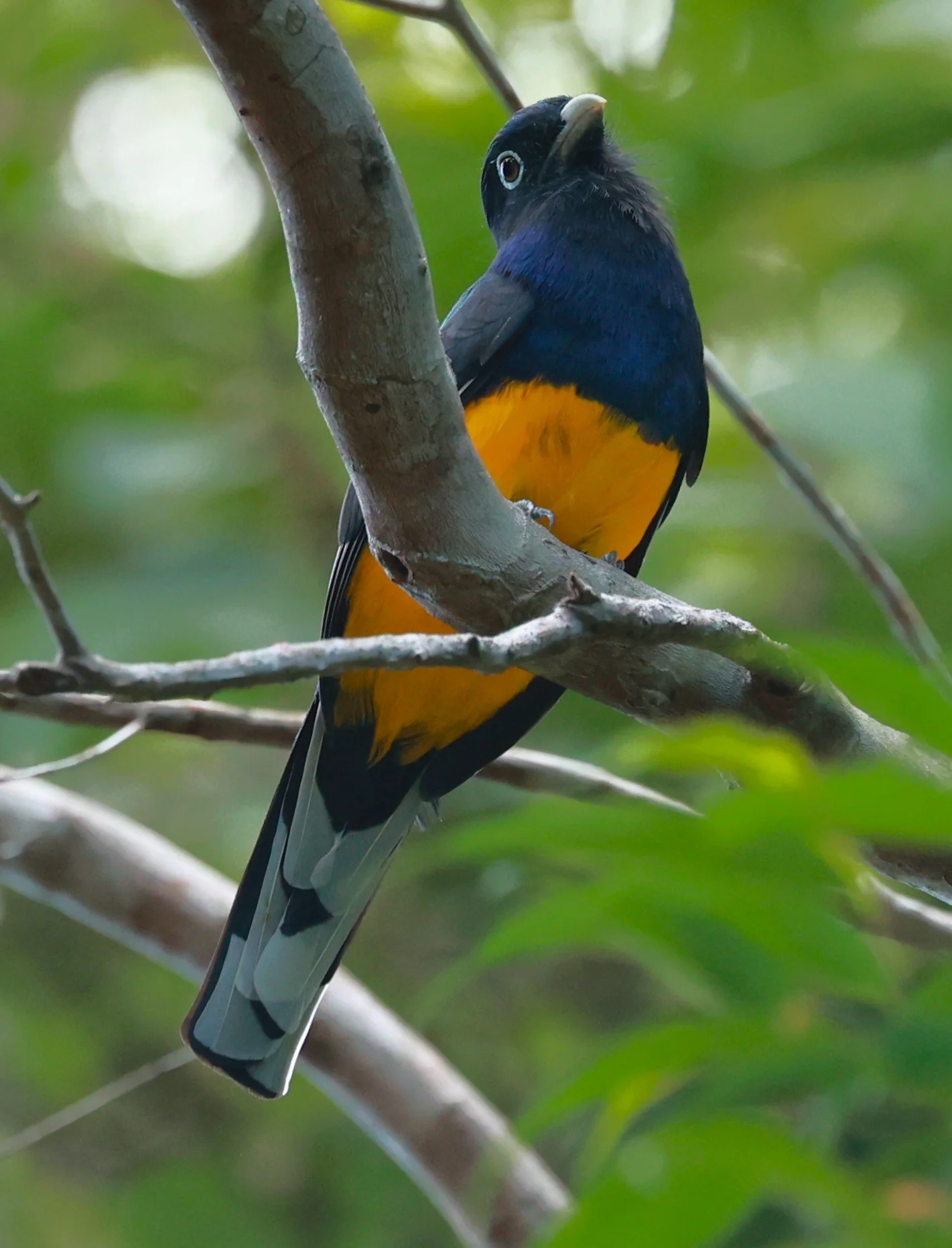 Trogon - Green-backed Trogon - Trogon viridis - Illeus, Bahia Brazil, Una Township Area (2).JPG