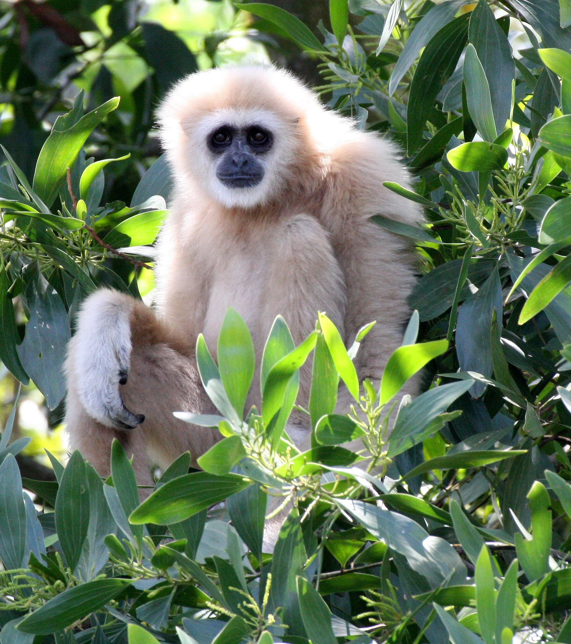 HYLOBATIDAE - Hylobates lar lar - MALAYSIAN LAR GIBBON (WHITE-HANDED) - NAKHON SI THAMMARAT THAILAND (76).JPG