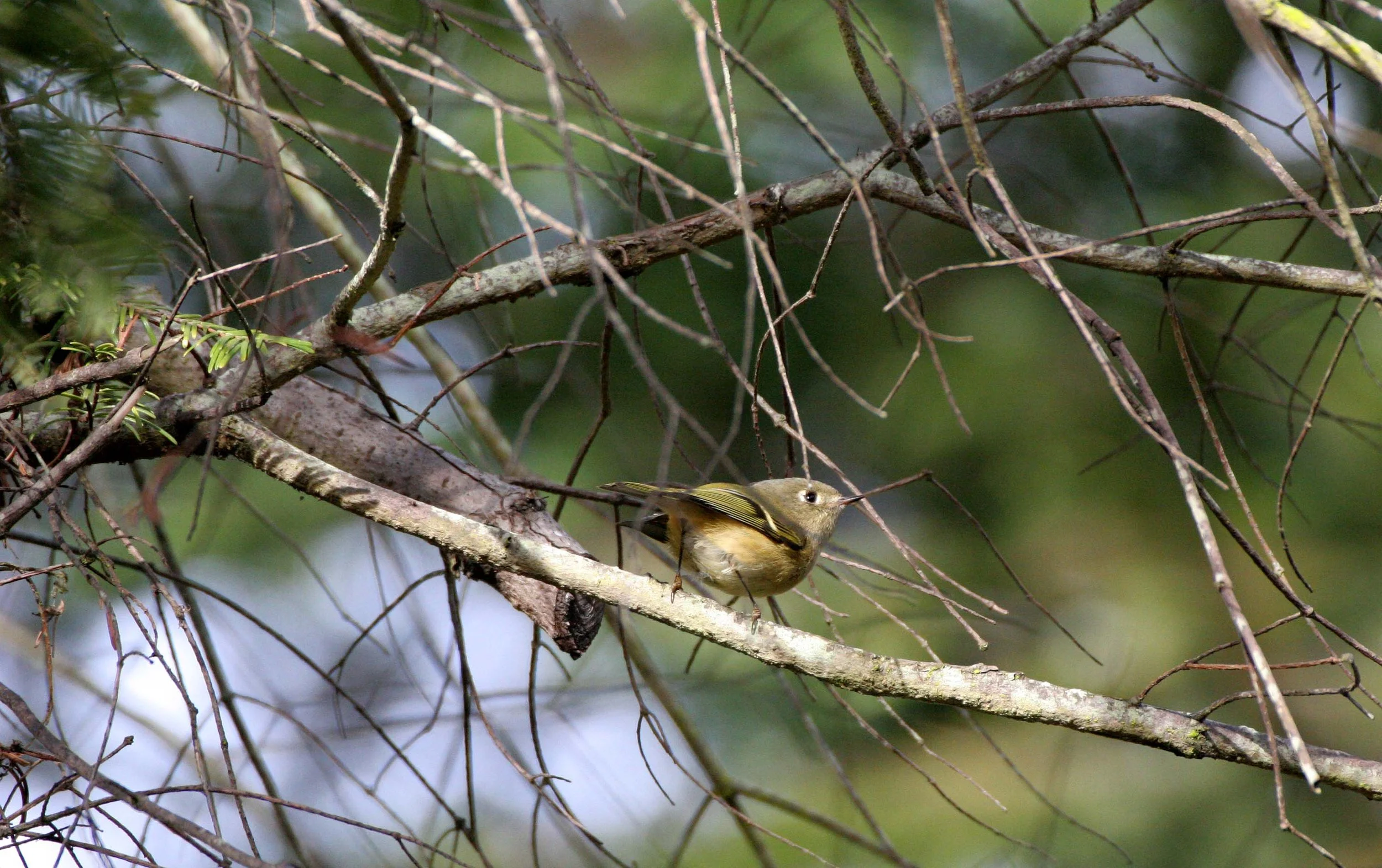 Hutton's Vireo (Vireo huttoni) Lake Farm Olympic Peninsula Washington (20).jpg
