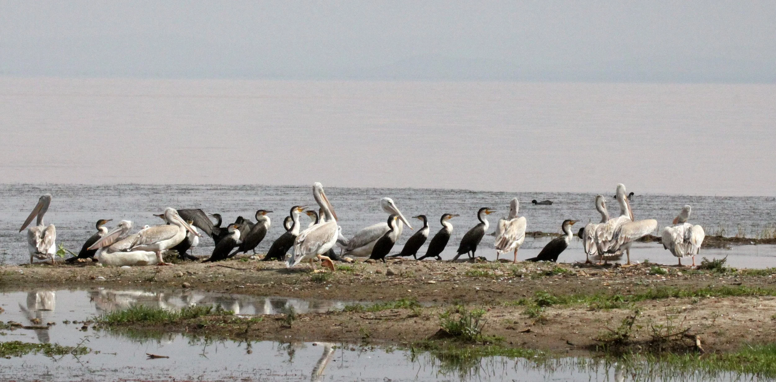 Pelecanus rufescens - PINK-BACKED PELICAN - LANGANO LAKE ETHIOPIA (12).JPG
