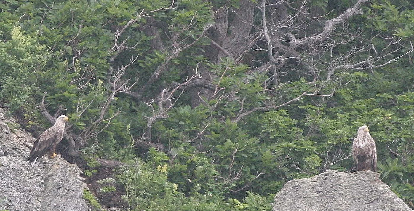 Haliaeetus albicilla - WHITE-TAILED SEA EAGLE - KURIL ISLANDS RUSSIA (18).jpg