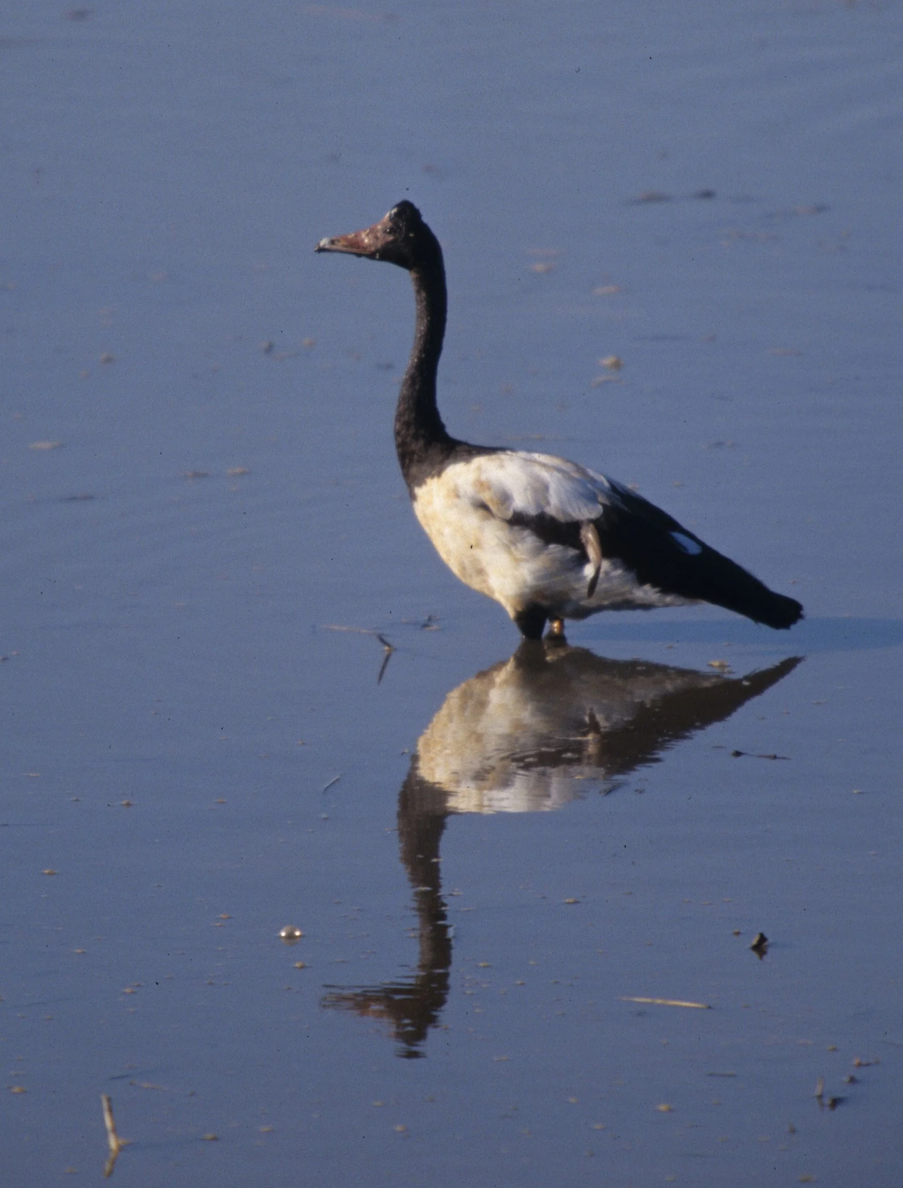 BIRD - GOOSE - MAGPIE GOOSE IN KAKADU.jpg