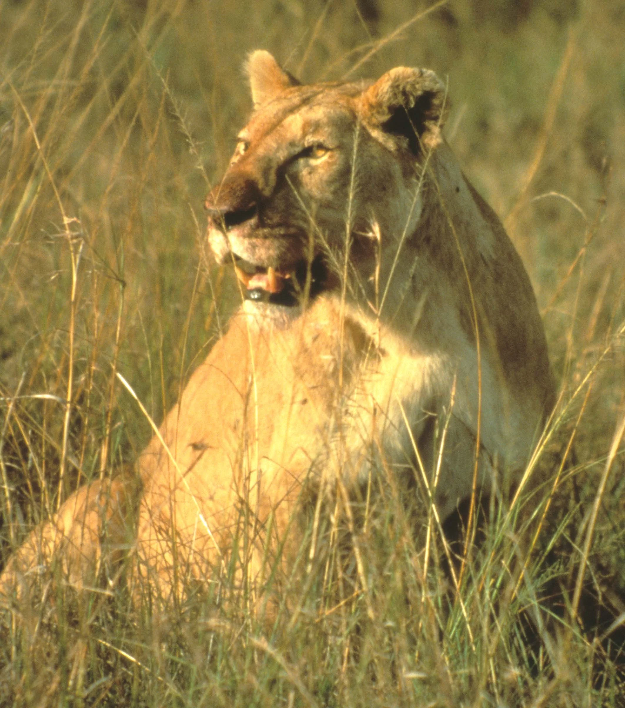 FELID - LION - SERENGETI (15).jpg