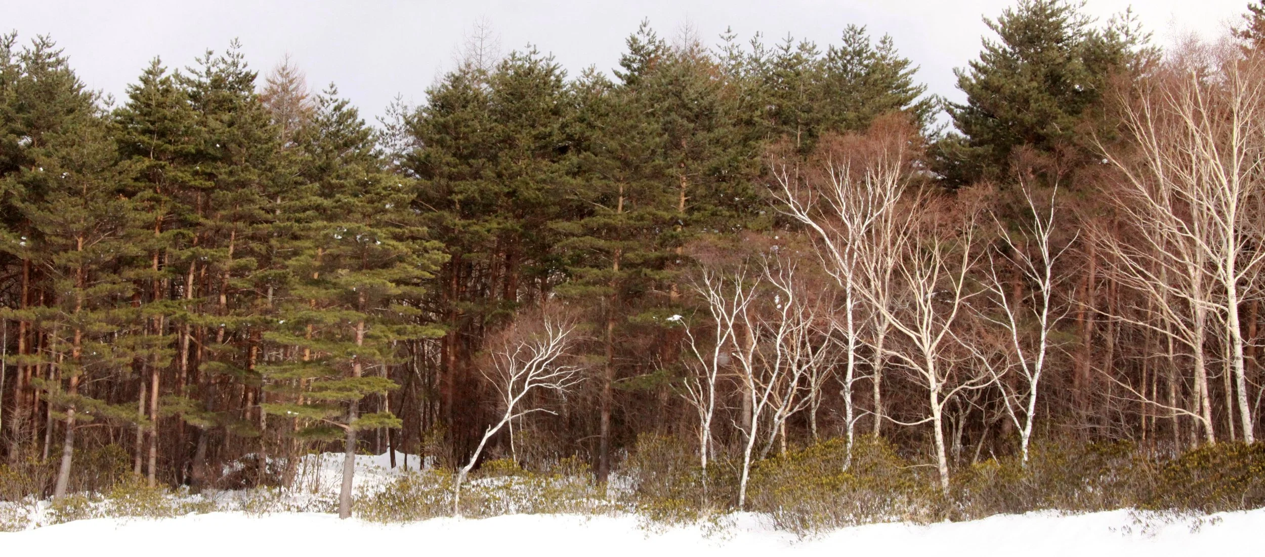 MOUNT ASAMA - JOSHIN'ETSUKOGEN NATIONAL PARK JAPAN (64).JPG