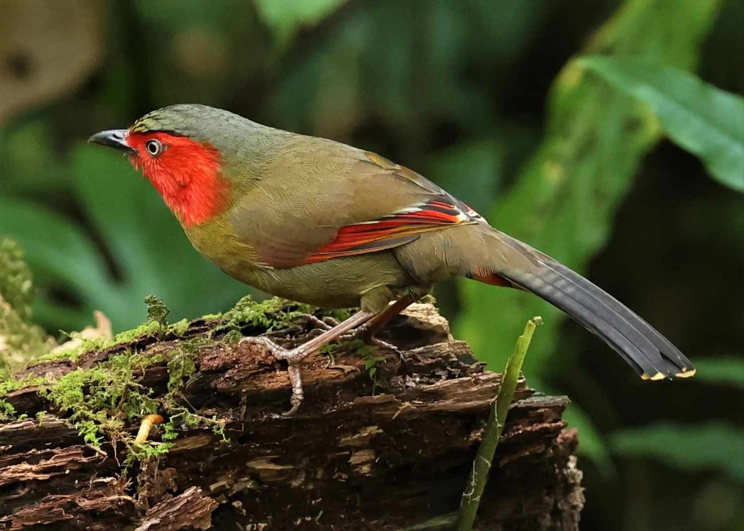 LIOCICHLA - SCARLET-FACED LIOCICHLA - Liocichla ripponi - DOI PHA HOM POK NP DOI LANG EAST FEB 2022 (34).jpg