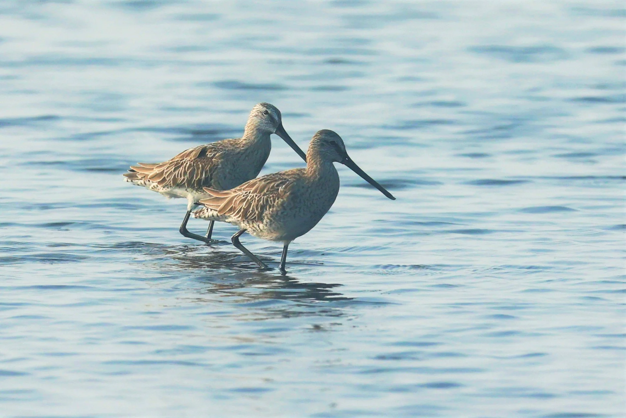 DOWITCHER - ASIAN DOWITCHER - Limnodromus semipalmatus - PAK THALE SALT PONDS MARCH 2022 (7).jpg