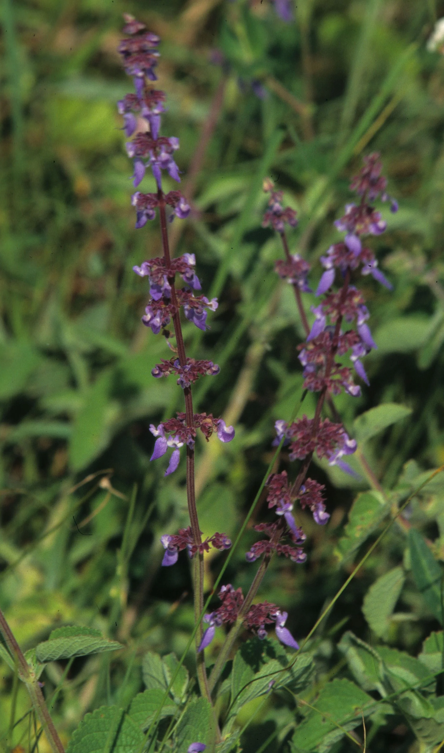 RWANDA - PLANT - MINT SPECIES.jpg