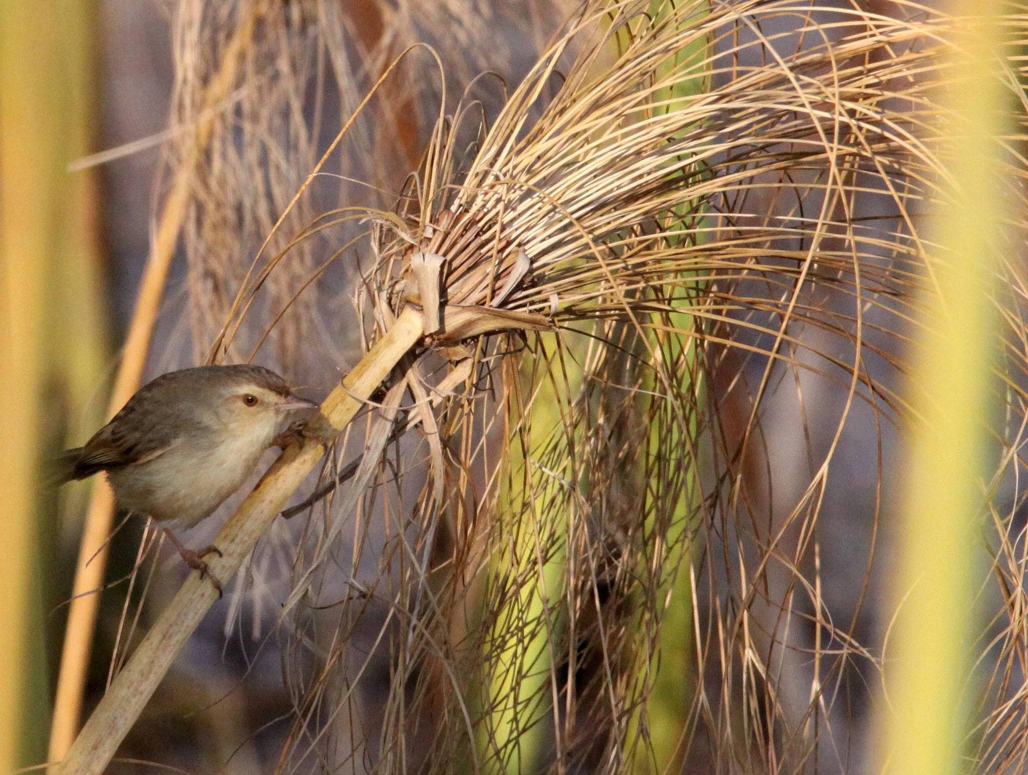 BIRD - PRINIA - GREY-BREASTED PRINIA - WETLANDS NEAR ERHAI LAKE DALI YUNNAN CHINA (9).JPG
