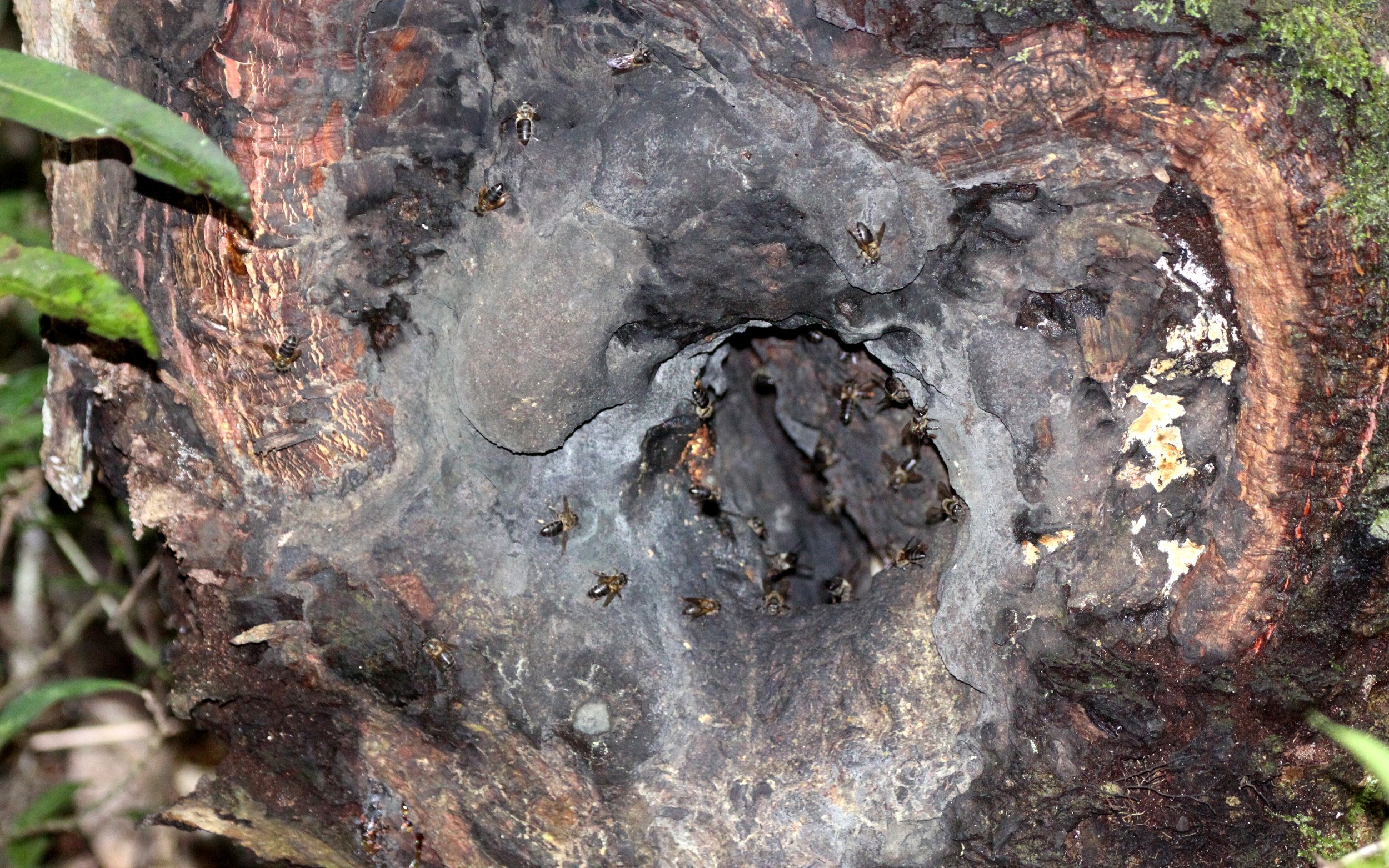 Apidae - Species 8 - Mantadia NP, Madagascar (1)