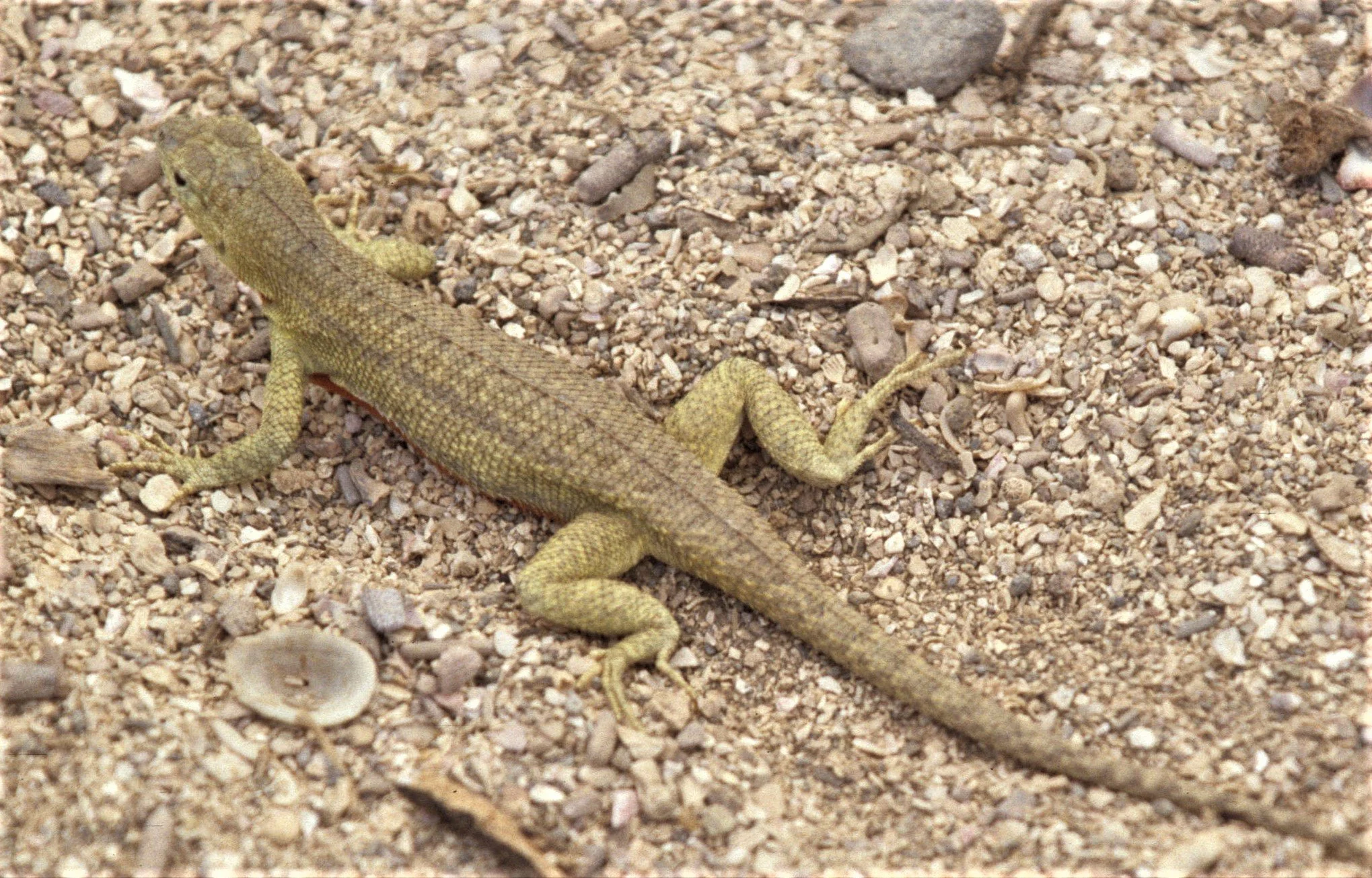 Galapagos Lava Lizard (Microlophus albemarlensis) Galapagos Islands. Family Tropiduridae