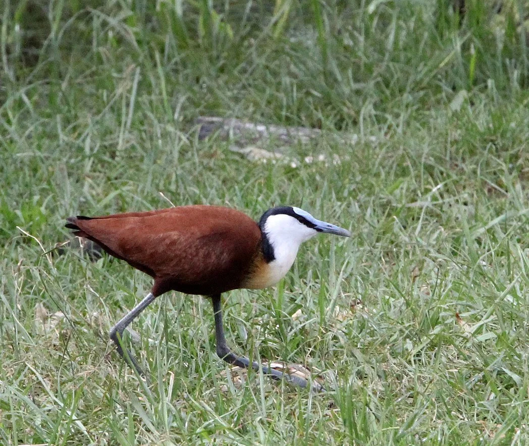 African Jacana - Actophilornis africanus - Ziway Lake Ethiopia (1).JPG