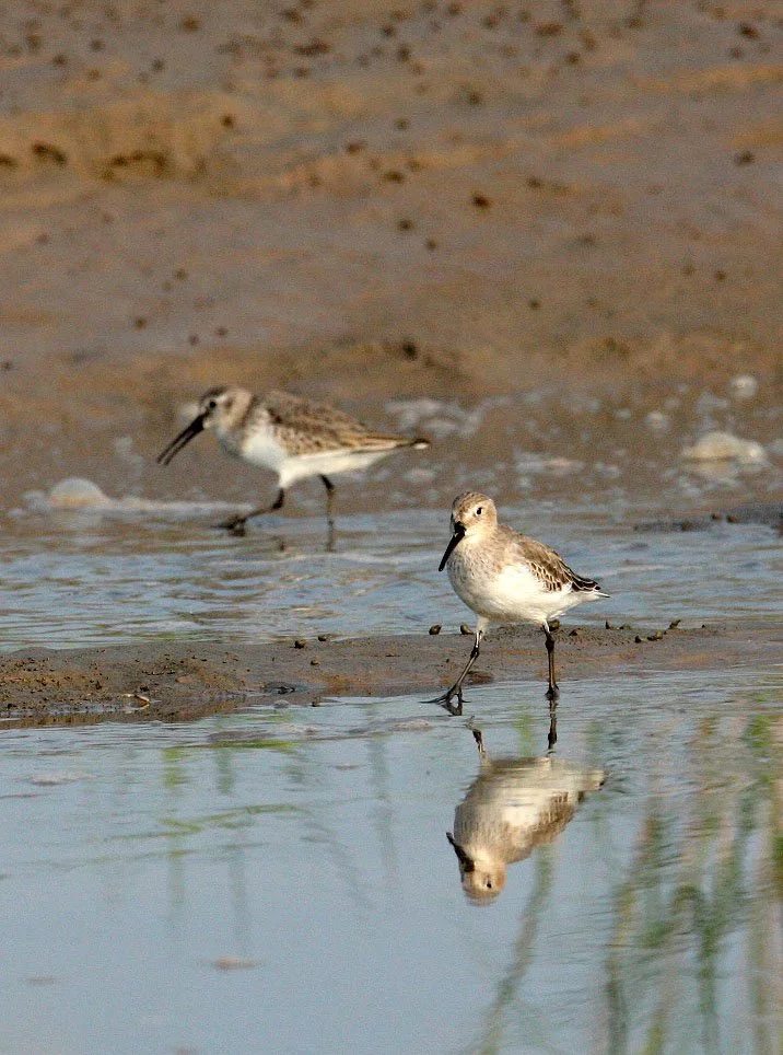BIRD - DUNLIN -  NANKOU, RUDONG, CHINA (9).JPG