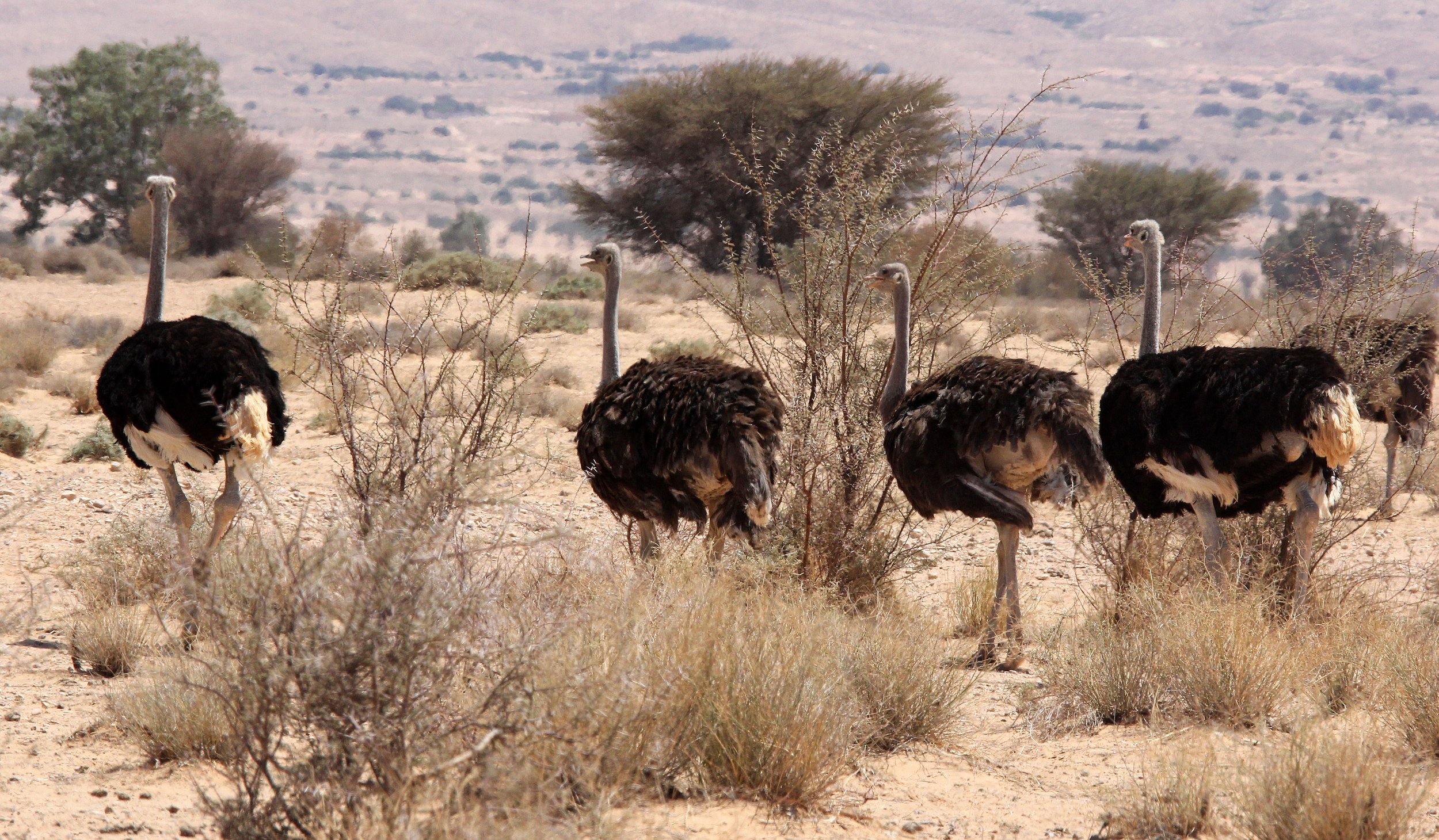 Struthio molybdophanes - SOMALI OSTRICH - HADJ NATIONAL PARK TUNISIA (6).JPG