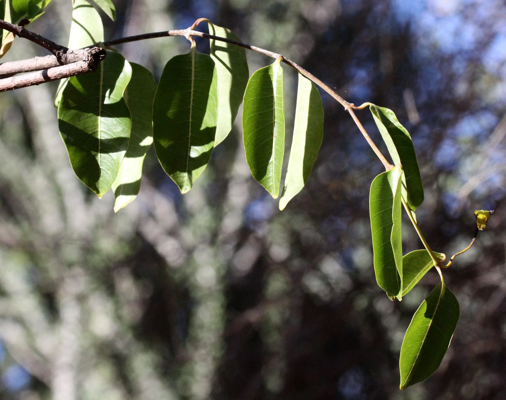 PLANT - BERENTY RESERVE MADAGASCAR (9).JPG