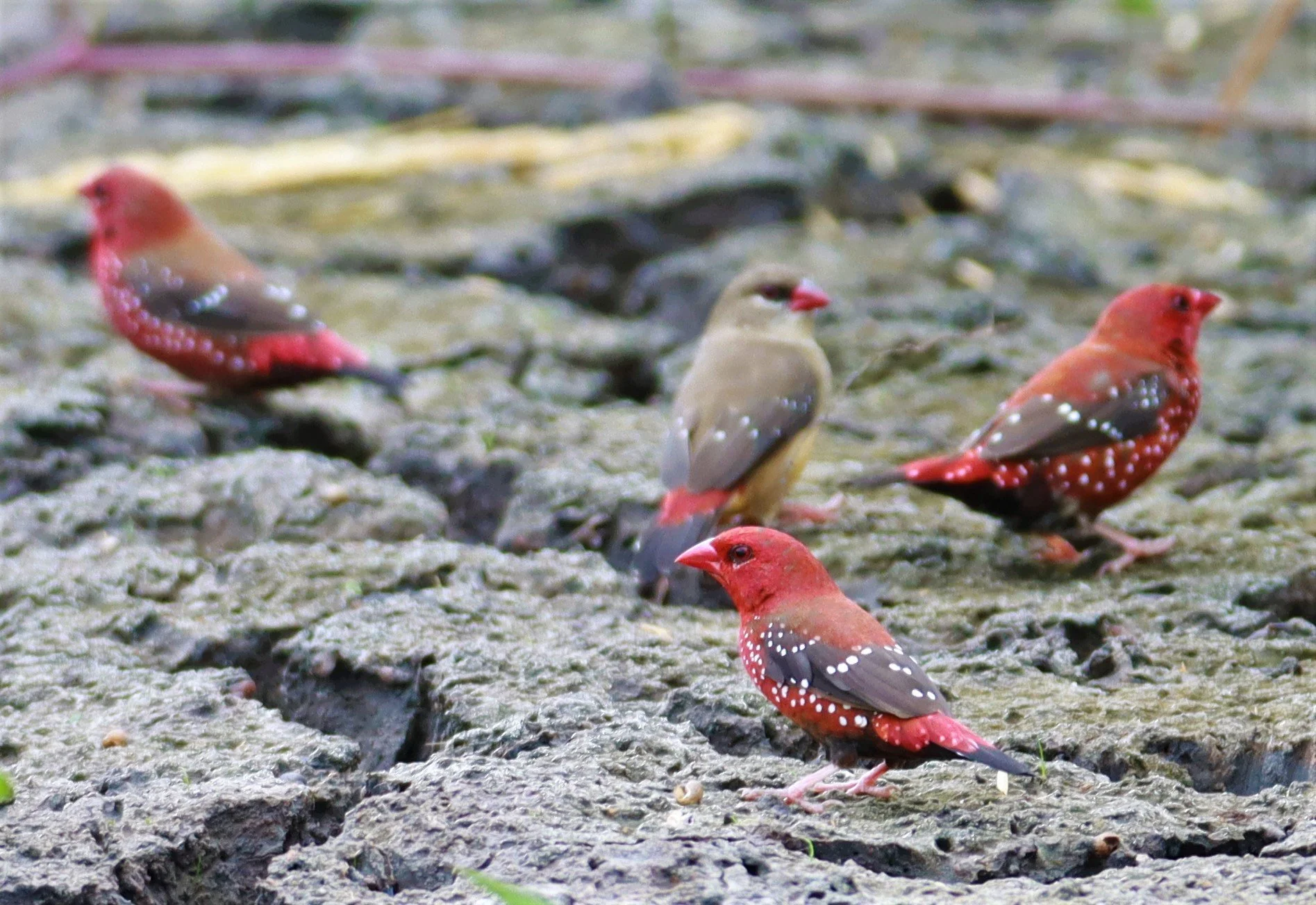 RED AVADAVAT - Amandava amandava - LAT KRABANG THAP YAO RICEFIELDS August 25, 2021 (122).jpg