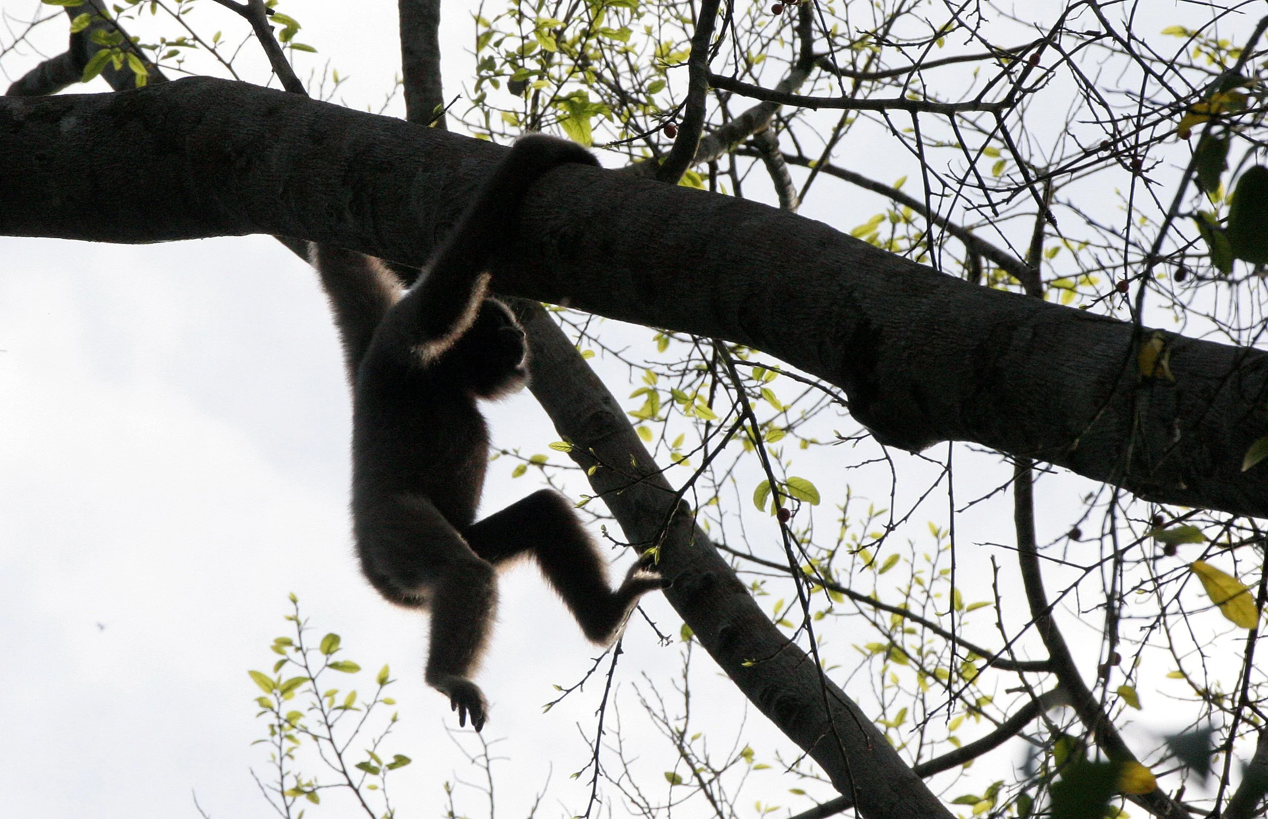 HYLOBATIDAE - Hylobates muelleri - MUELLER'S (GRAY) GIBBON - TABIN WILDLIFE RESERVE  (74).JPG