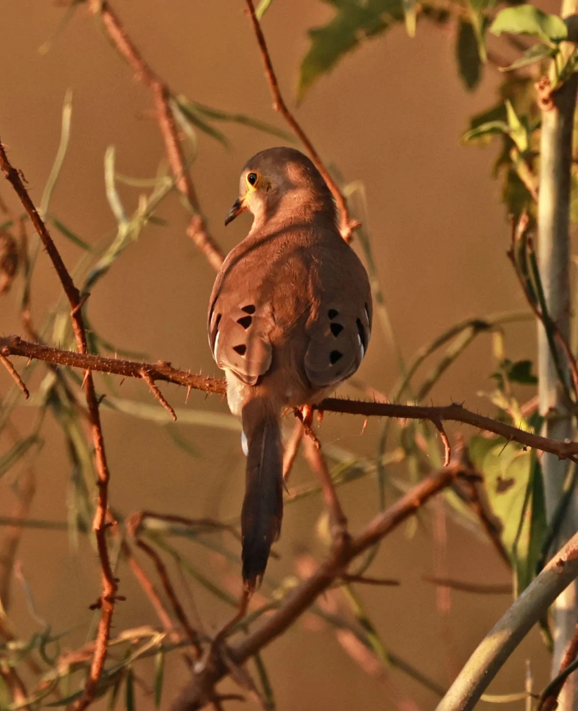 Dove - Long-tailed Ground-Dove - Uropelia campestris - Pantanal, Pouso Alegre Lodge, Brazil (9).jpg