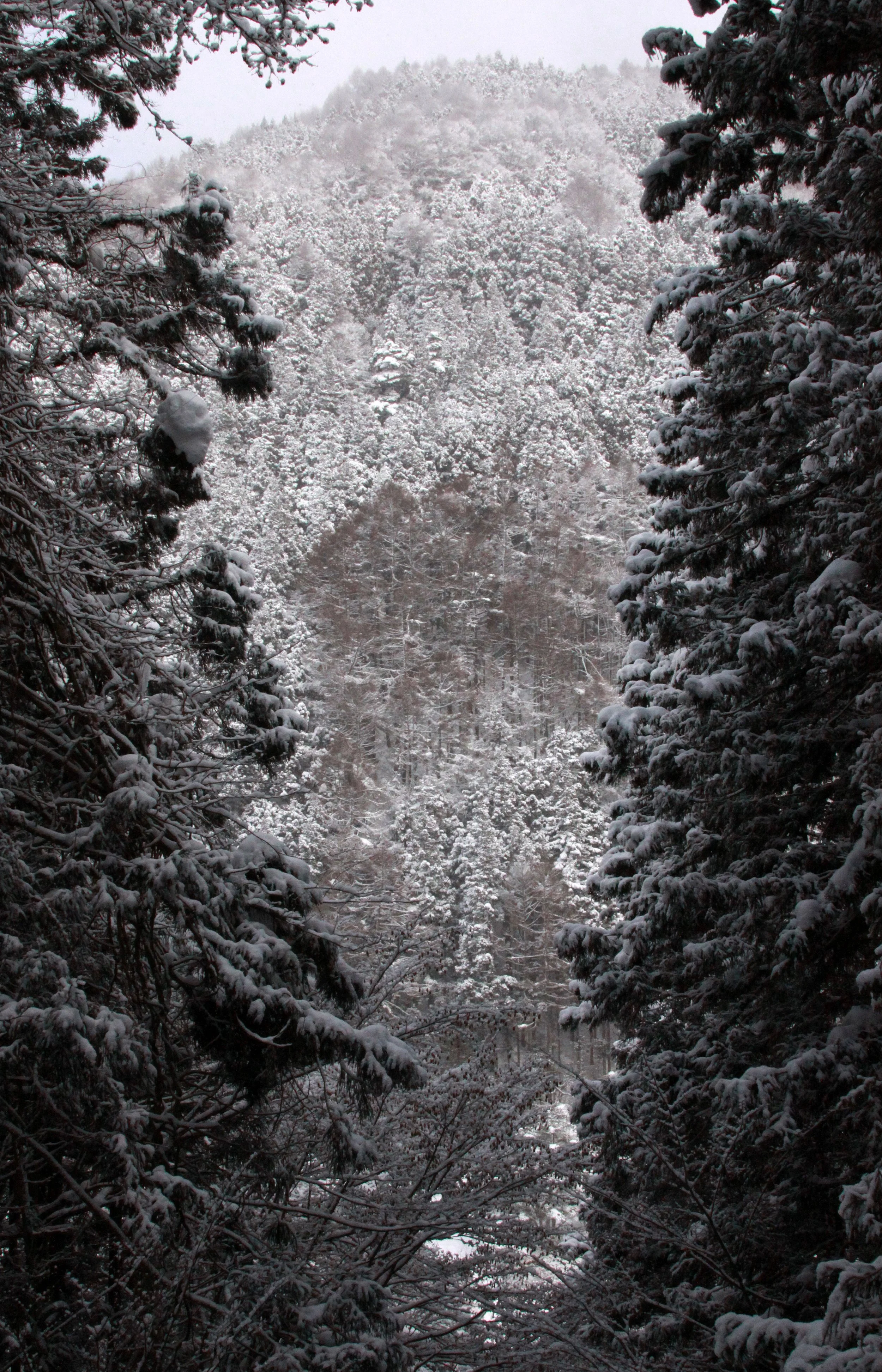 JIGOKUDANI ONSEN - NAGANO PREFECTURE JAPAN - FOREST SCENCES (21).JPG
