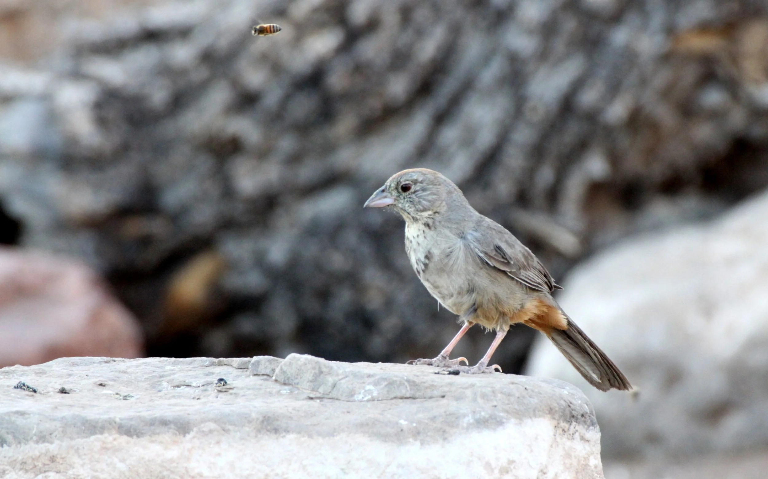 Canyon Towhee (Melozone fusca) Franklin Mountains State Park Texas (7).JPG