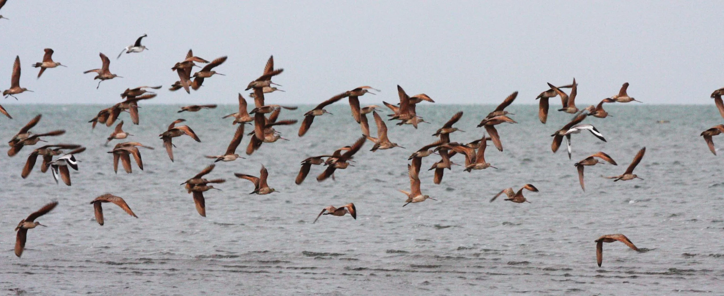 BIRD - GODWIT - MARBLED GODWITS WITH WILLETS - SAN IGNACIO LAGOON BAJA MEXICO (4).JPG