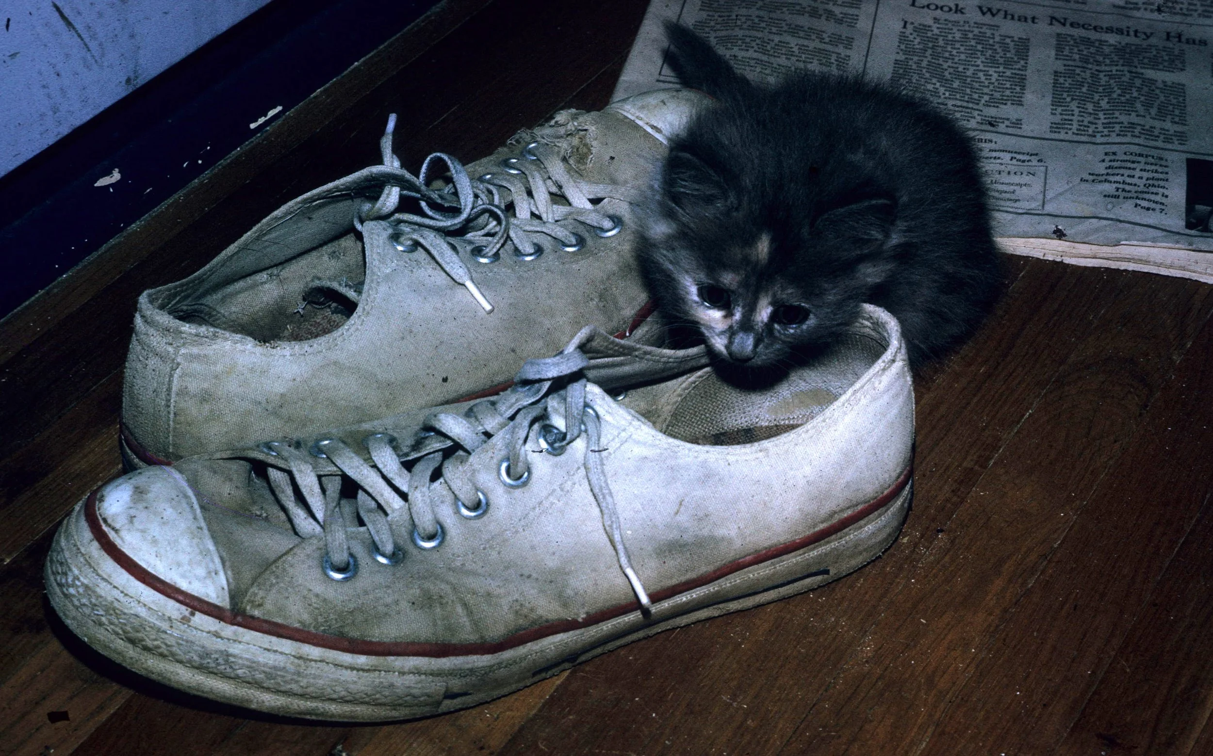 1972 - SUMMER TRIP - BAKERSFIELD - KITTENS.jpg