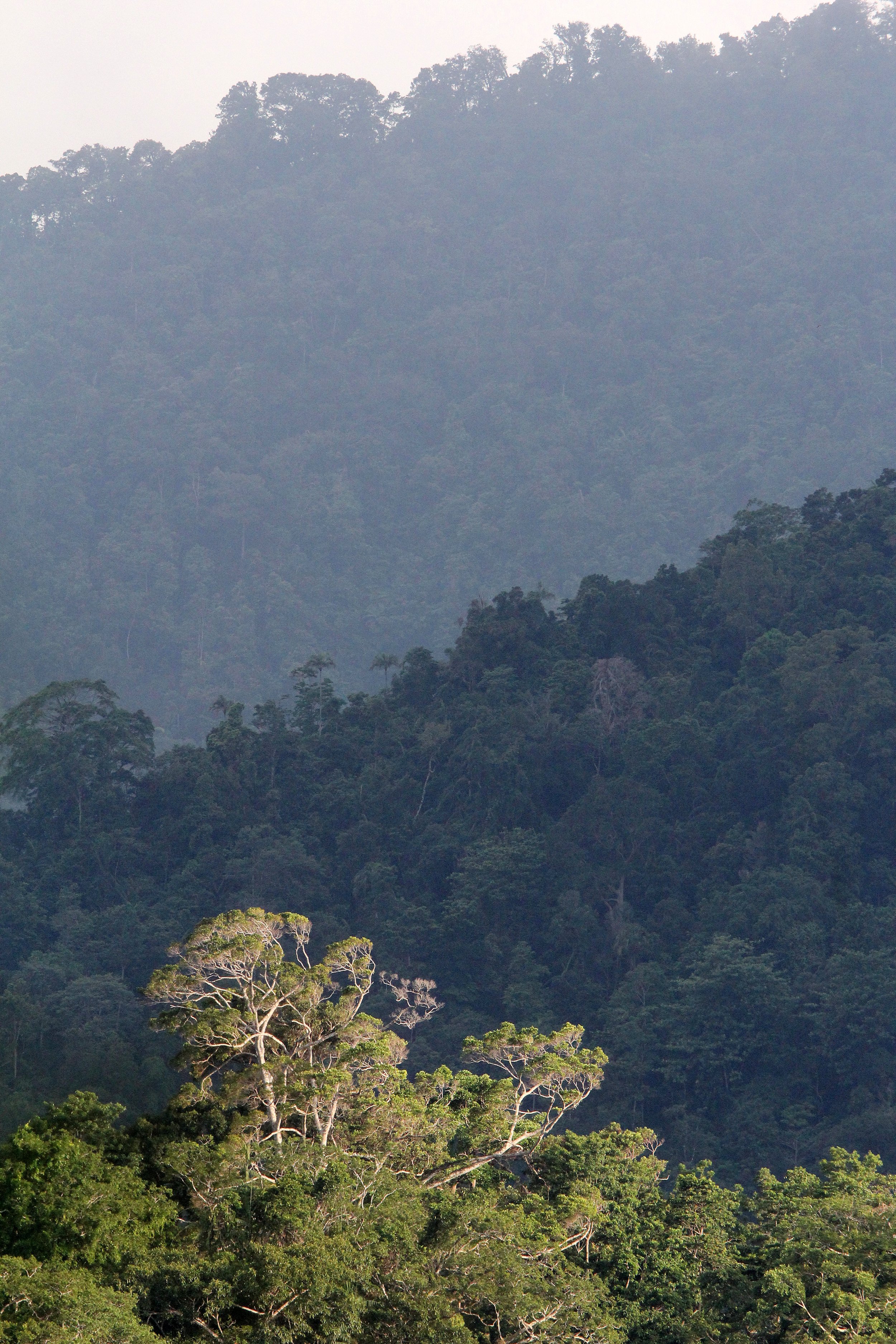 TANGKOKO NATIONAL PARK SULAWESI INDONESIA (65).JPG