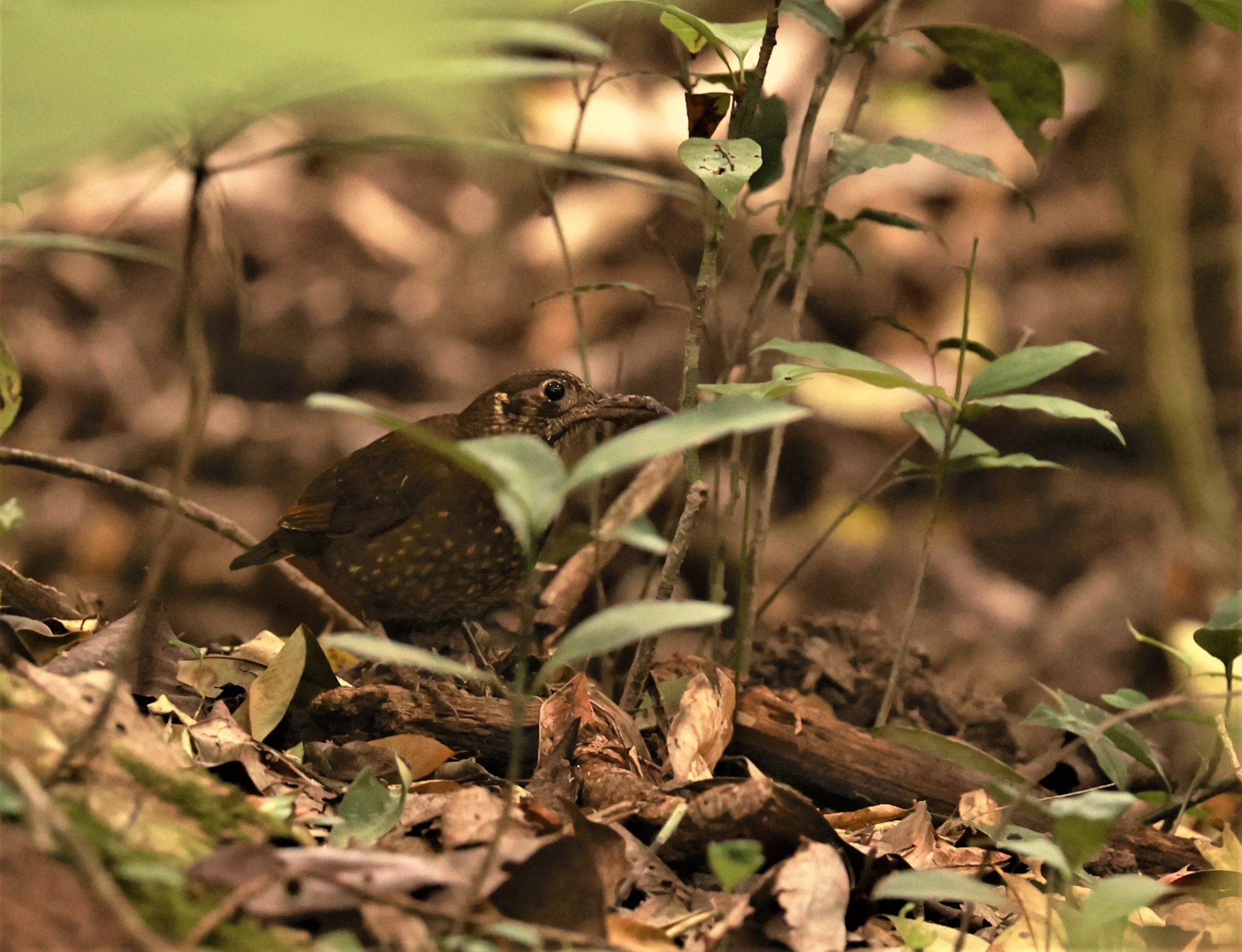 Dark-sided Thrush (Zoothera marginata) Phu Khieo Wildlife Sanctuary Loei Province (7).jpg