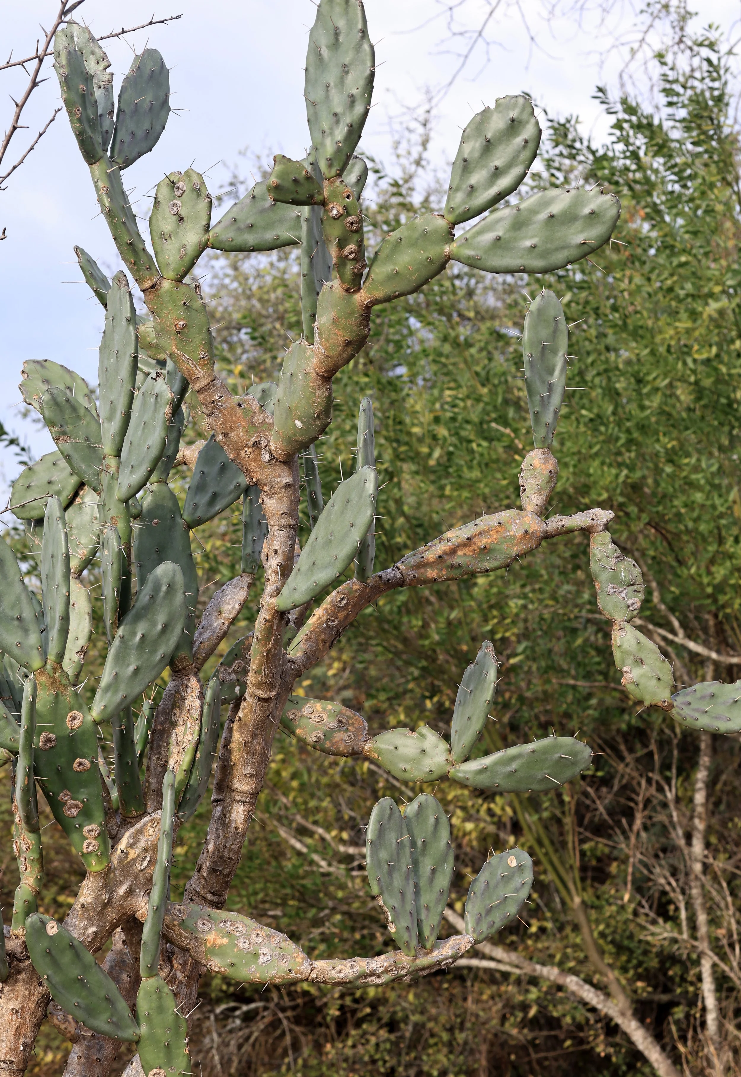 Opuntia paraguayensis - Aurora Chaquena Reserve, Neuland Mennonite Colony 