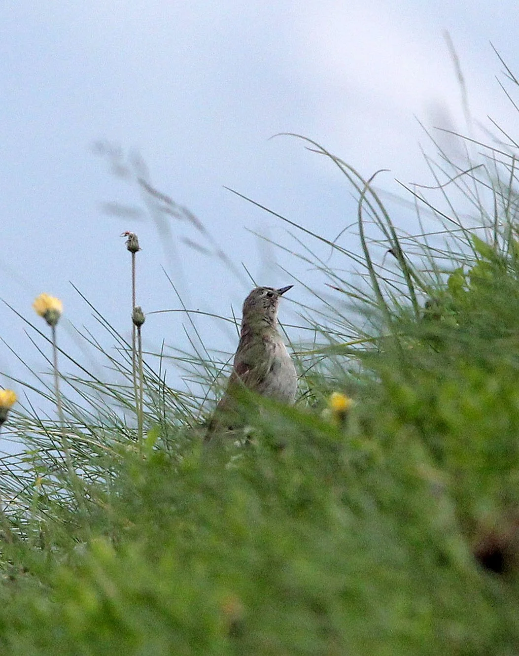 Tawny Pipit (Anthus campestris) ARRENS MARSOUS PYRENEES NATIONAL PARK FRANCE.JPG