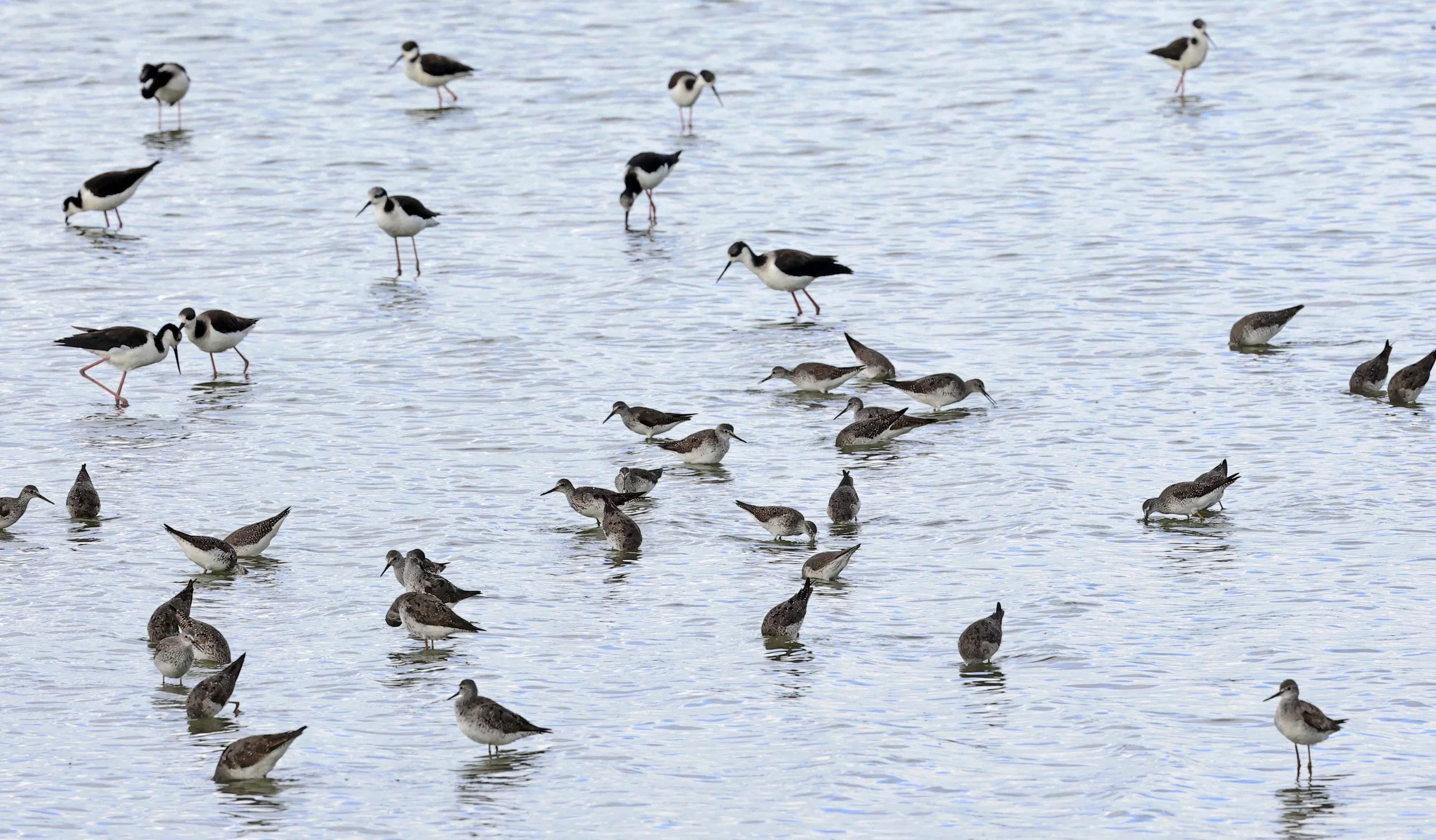 Greater & Lesser Yellowlegs mixed flock - Chaco Lodge & Laguna Salada Paraguay  (1).jpg