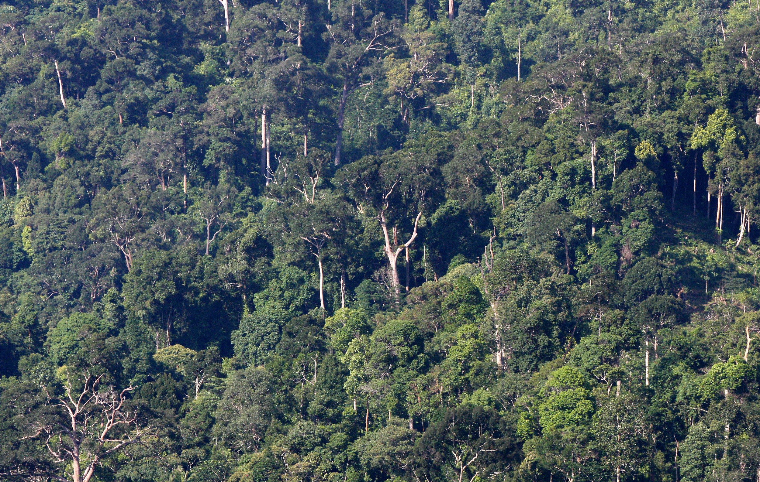 2008 Khao Luang NP Krung Chin Waterfalls Area (9).JPG