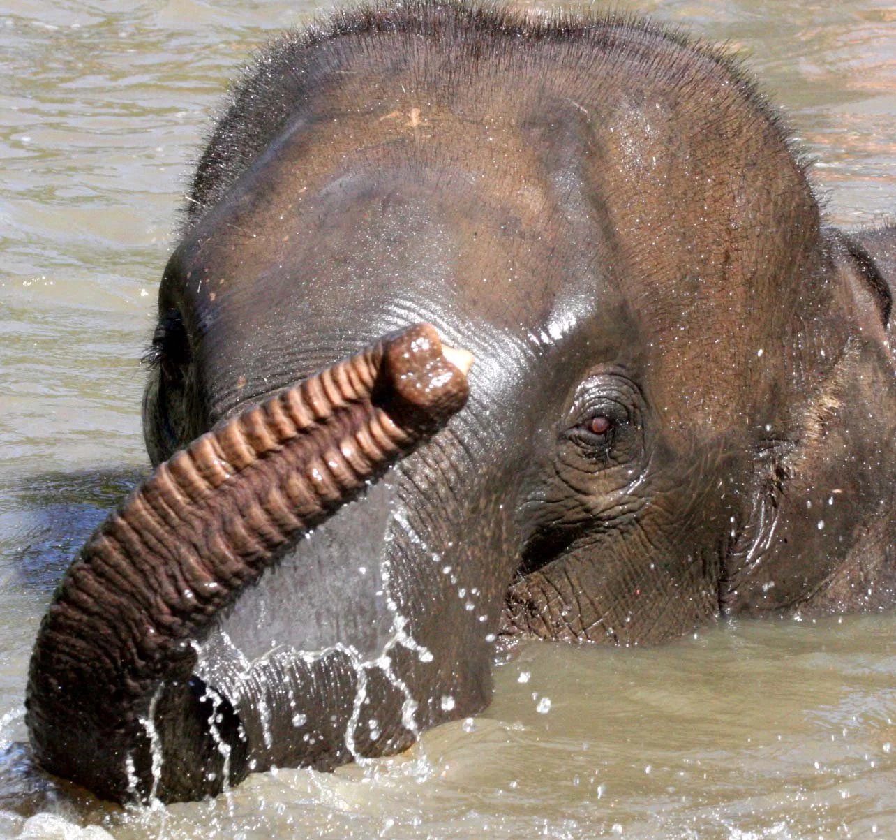 2008 Lampang City & Elephant Center (92).JPG