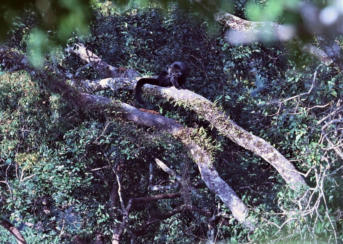 Arctictis binturong gairdneri - SIAMESE BINTURONG - KAENG KRACHAN PHANOEN THUNG 26 NOV 2021 (23).jpg