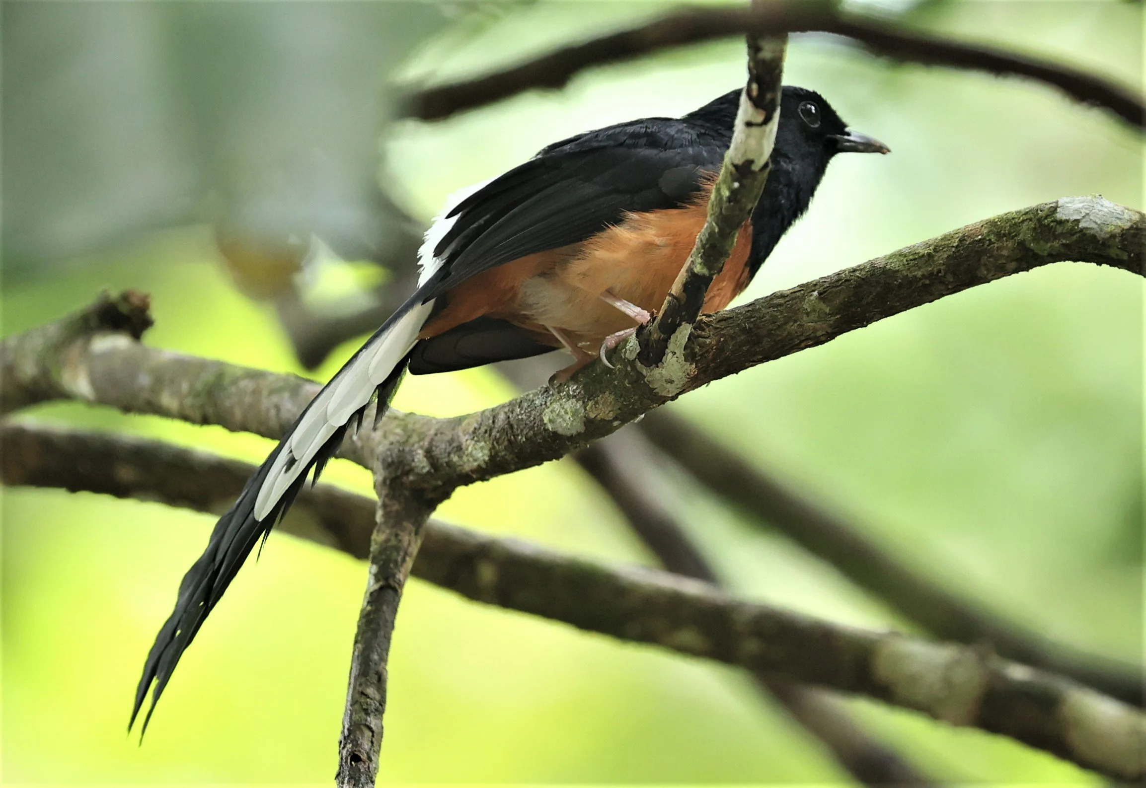 SHAMA - WHITE-RUMPED SHAMA - Copsychus malabaricus - HALA BALA WILDLIFE SANCTUARY APRIL 2022 (2).jpg