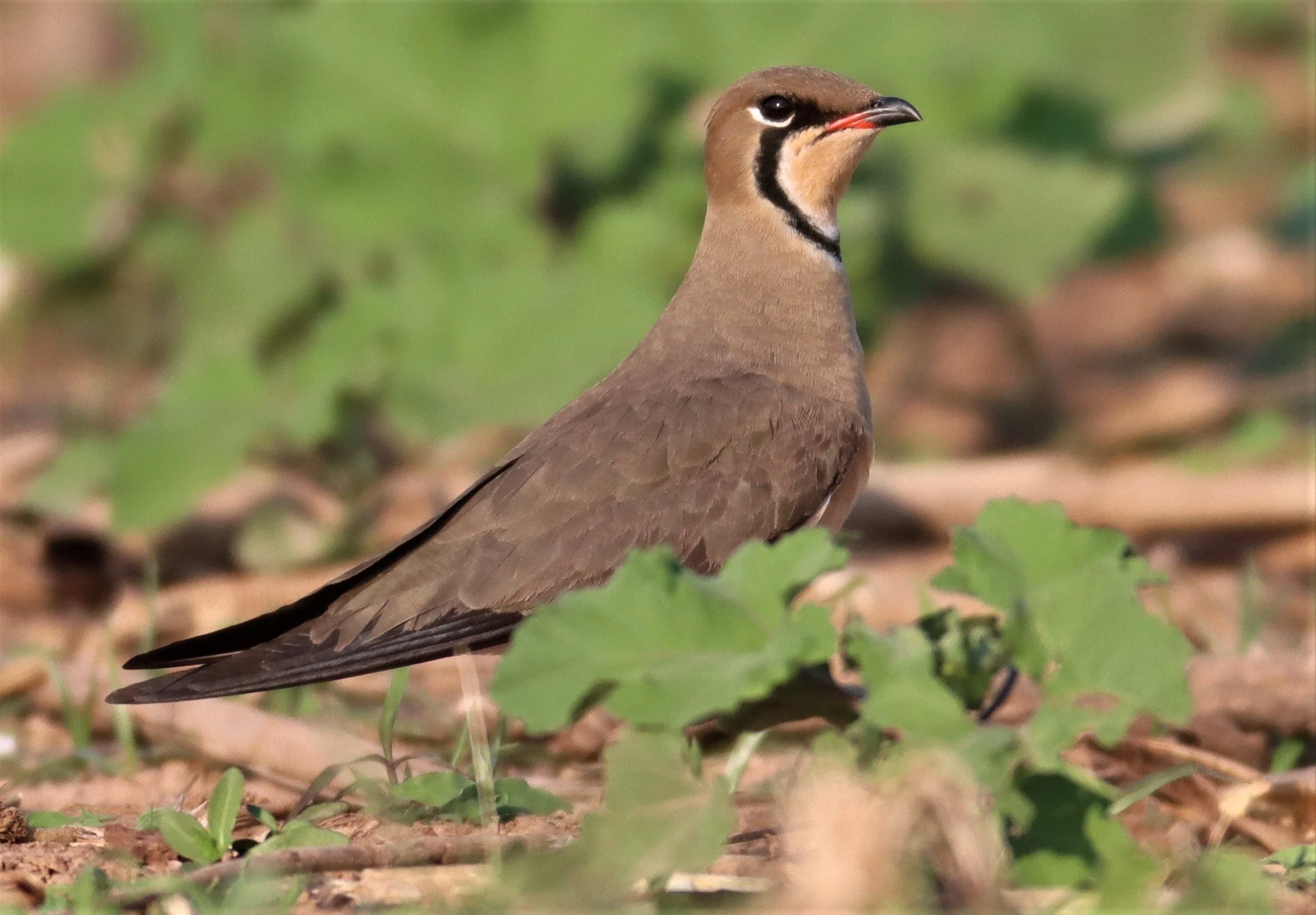 PRATINCOLE - ORIENTAL PRATINCOLE - Glaveola maldivarum -  LUMTAKONG LAKE PAK CHO (14).jpg