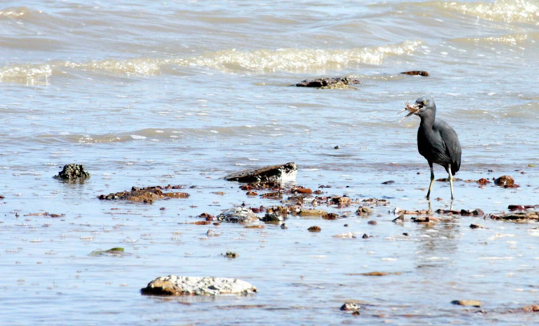EGRET - PACIFIC REEF EGRET - Egretta sacra - KOH LANTA  (2).JPG
