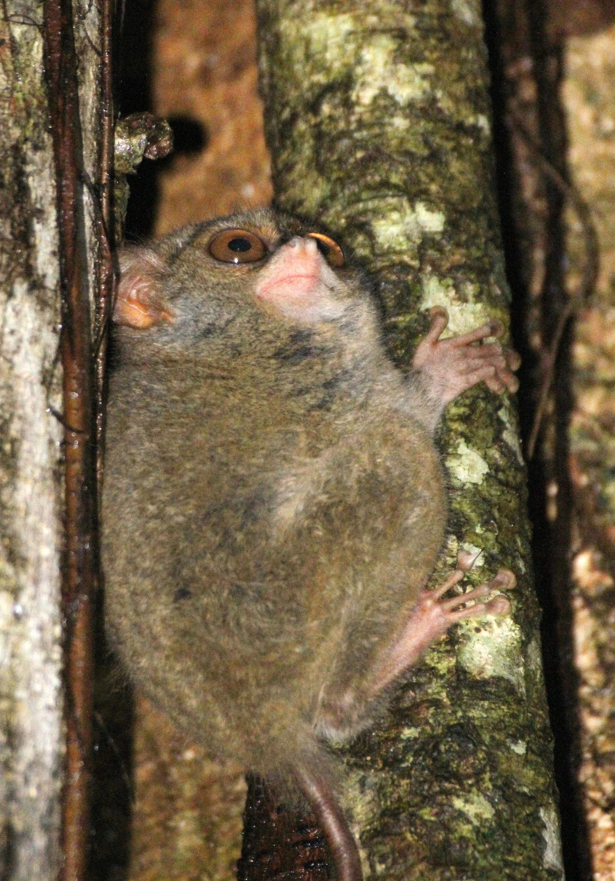 TARSIIDAE - Tarsius tarsier - SELAYAR (SPECTRAL) TARSIER - TANGKOKO NATIONAL PARK SULAWESI INDONESIA (77).JPG