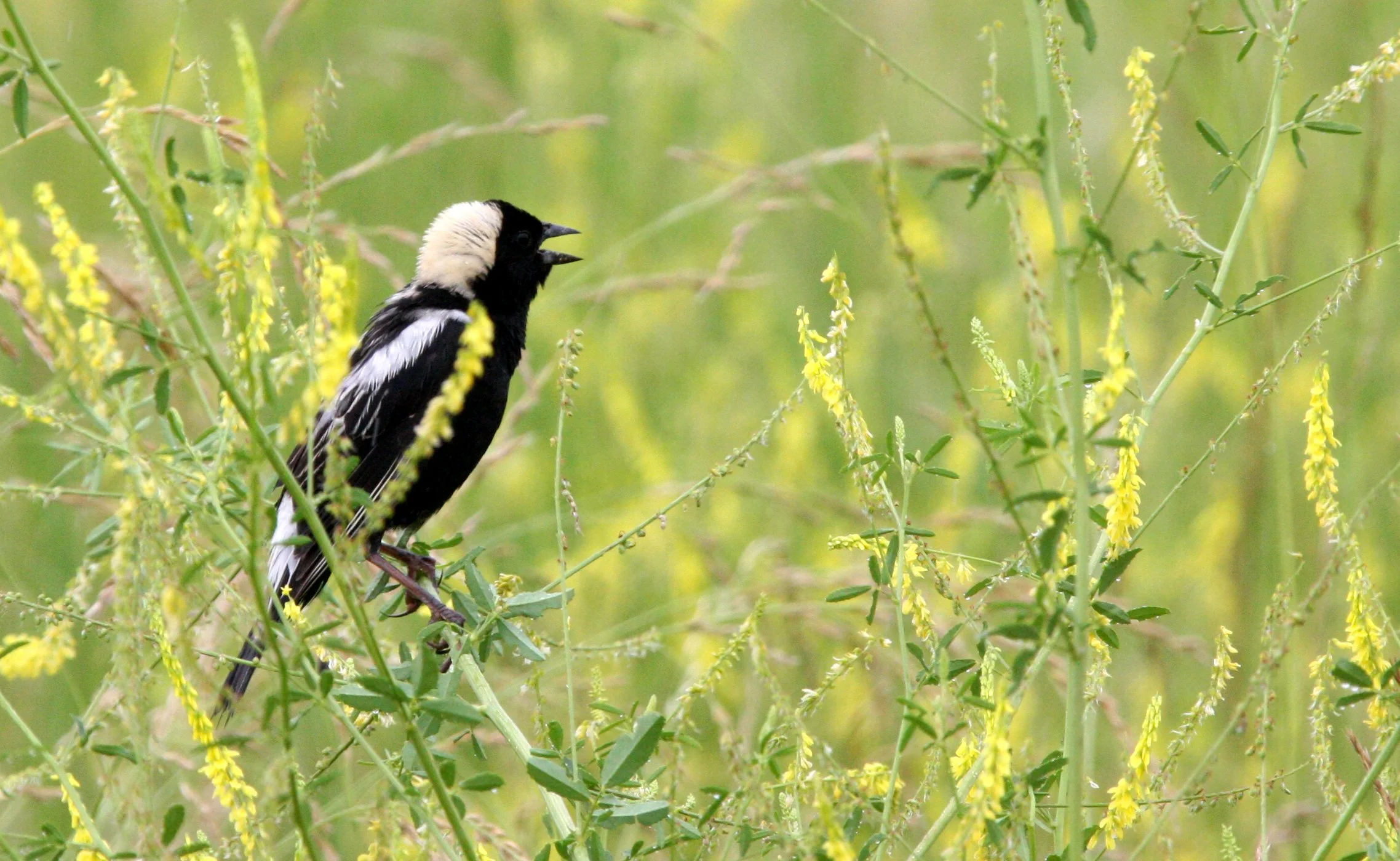 Bobolink (Dolichonyx oryzivorus) McKee Marsh Illinois (9).JPG