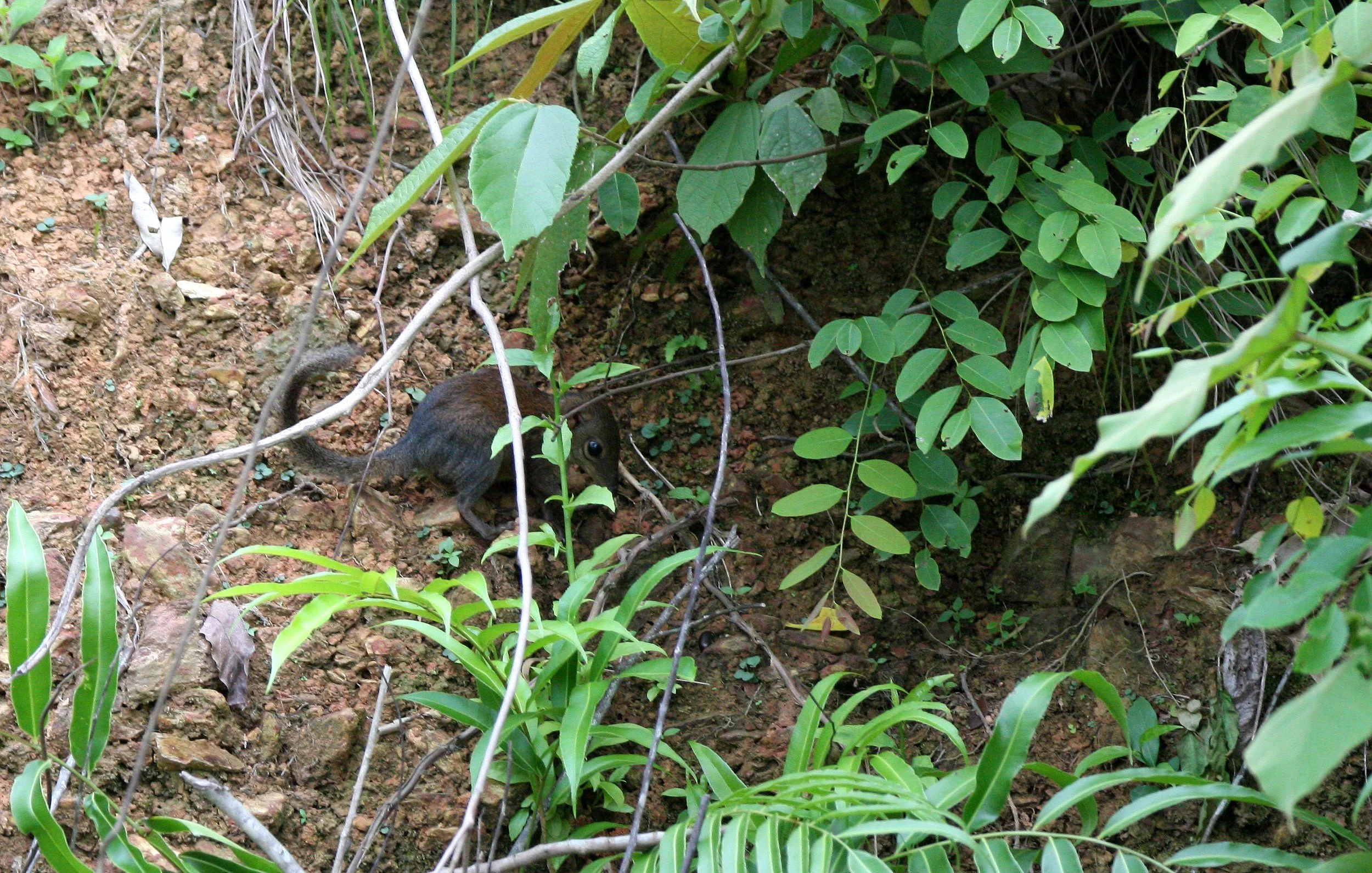 2016 Koh Lanta TheOtherSideVillas - Nature at our Home (83).JPG