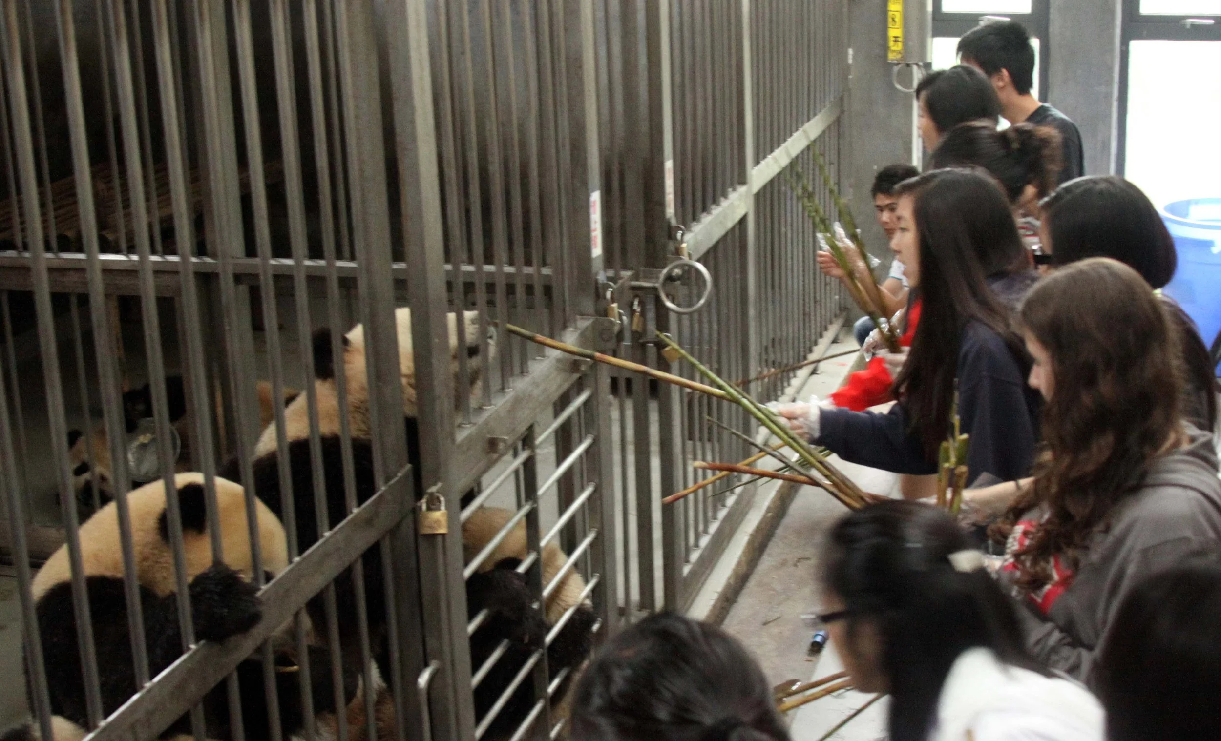 CHENGDU GIANT PANDA BREEDING CENTER - CHINA ALIVE 2011 (23).JPG