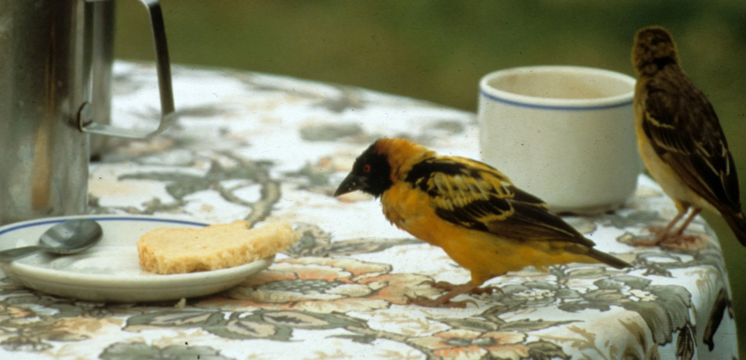 BIRDS - WEAVER - MASKED -UGANDA D.jpg