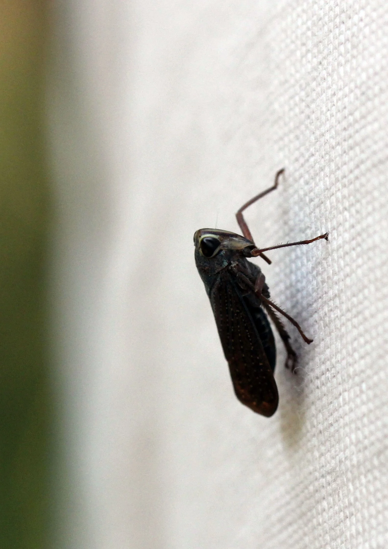Homoptera - Leafhopper Species - Koh Lanta, Thailand