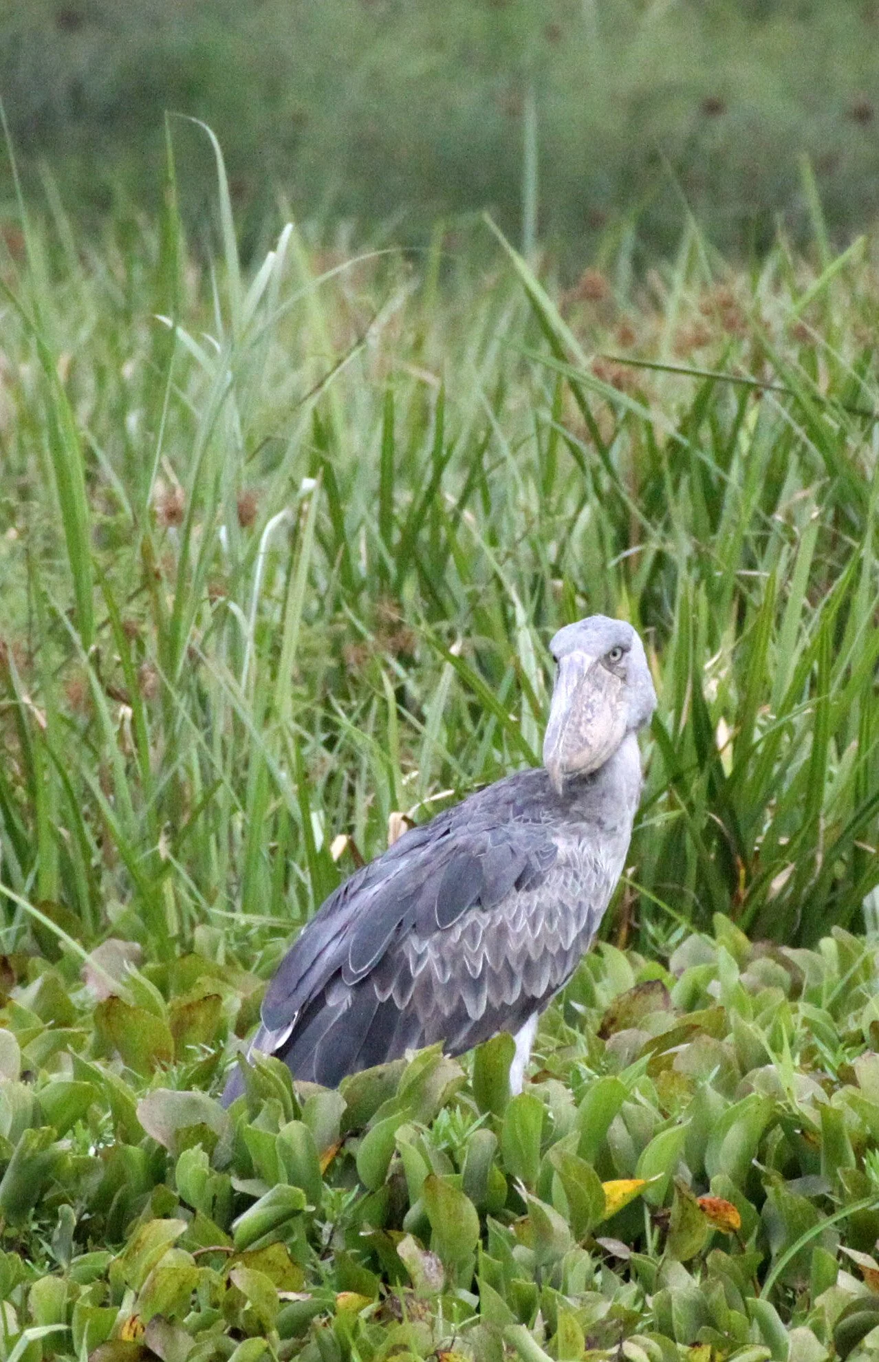 BIRD - STORK - SHOEBILL STORK - MURCHISON FALLS NP UGANDA (13).JPG