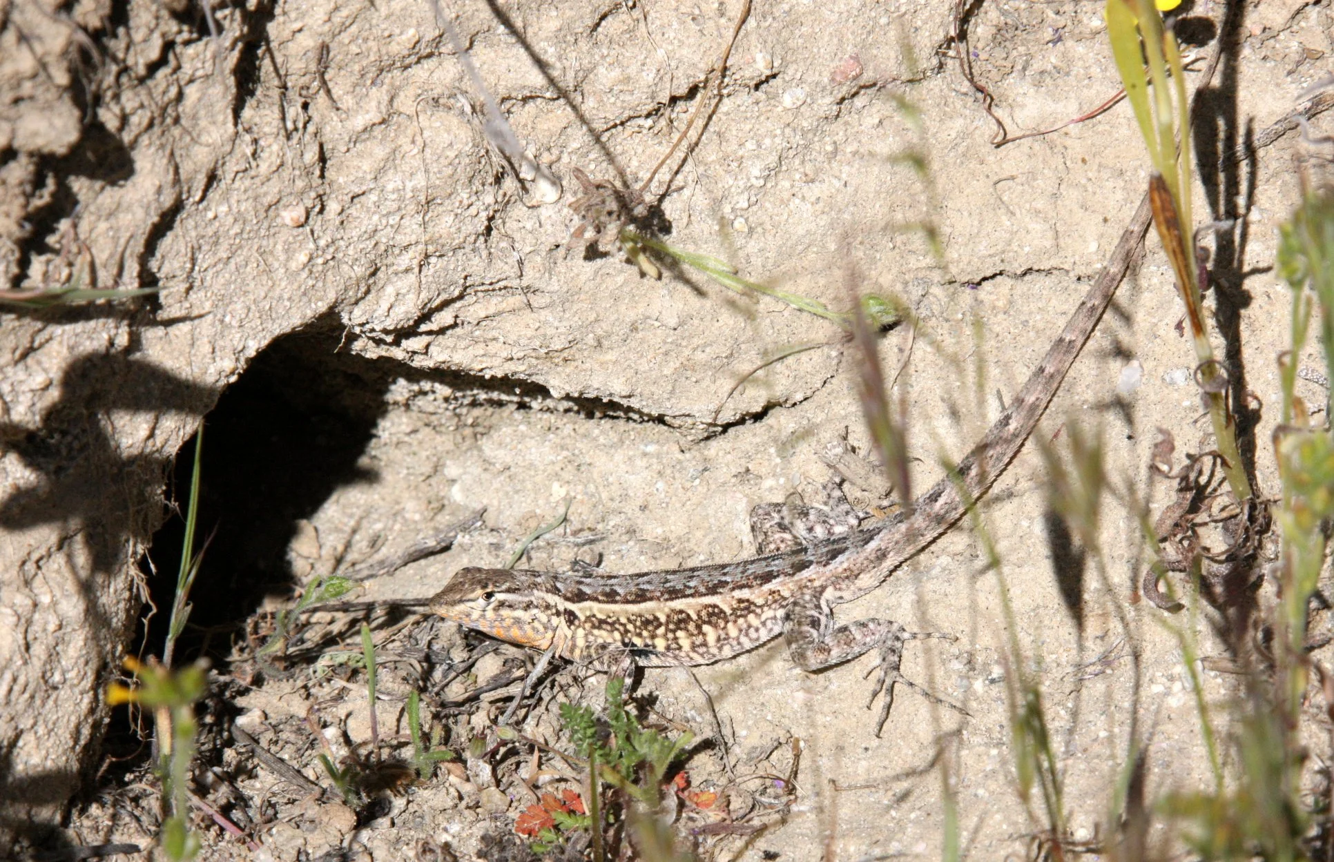 Uta stansburiana - COMMON SIDE-BLOTCHED LIZARD - CARRIZO PLAIN NATIONAL MONUMENT CALIFORNIA (13).JPG