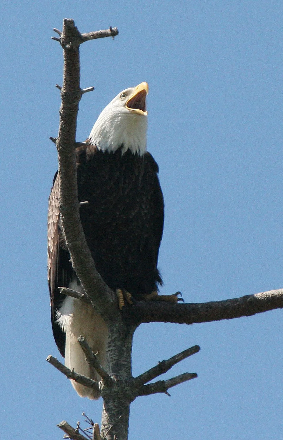 BIRD - EAGLE - BALD EAGLE - CLINE SPIT OVERLOOK SEQUIM WA (18).JPG
