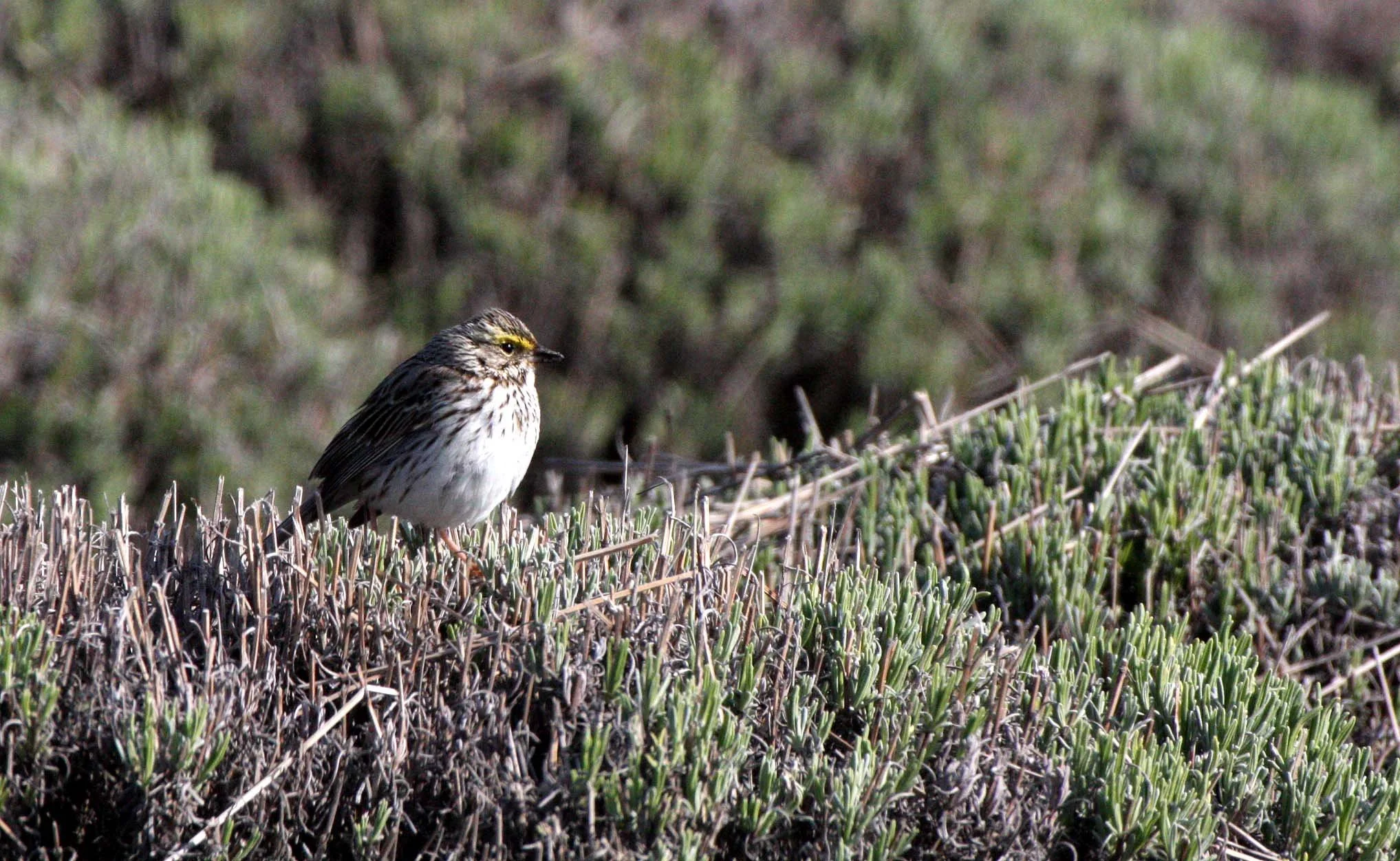 Savannah Sparrow (Passerculus sandwichensis) Sequim Prairie Washington (1).JPG