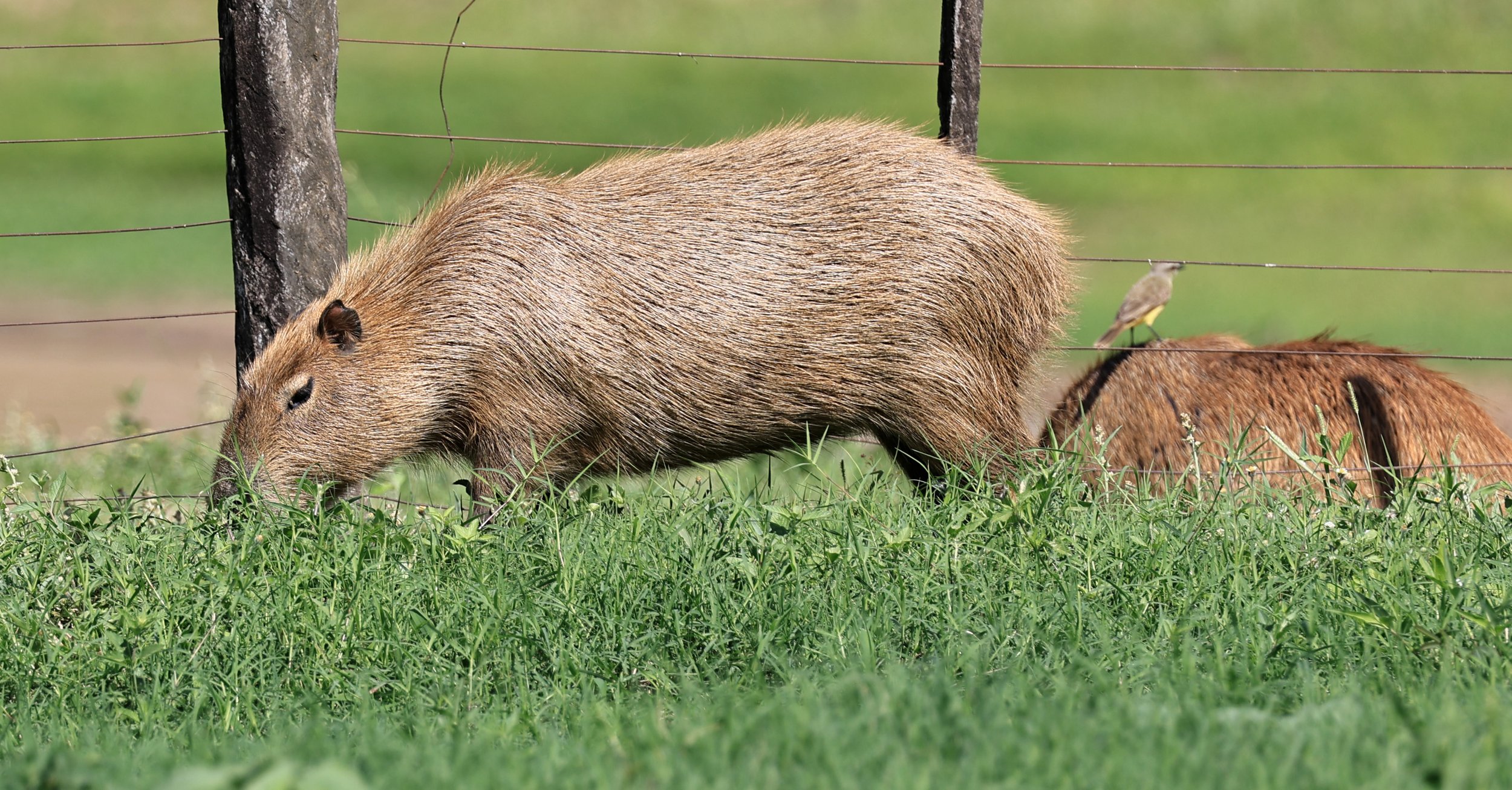 Capybara (Hydrochoerus hydrochaeris) Loma Plata Paraguay - Brunnen Strasse (33).jpg