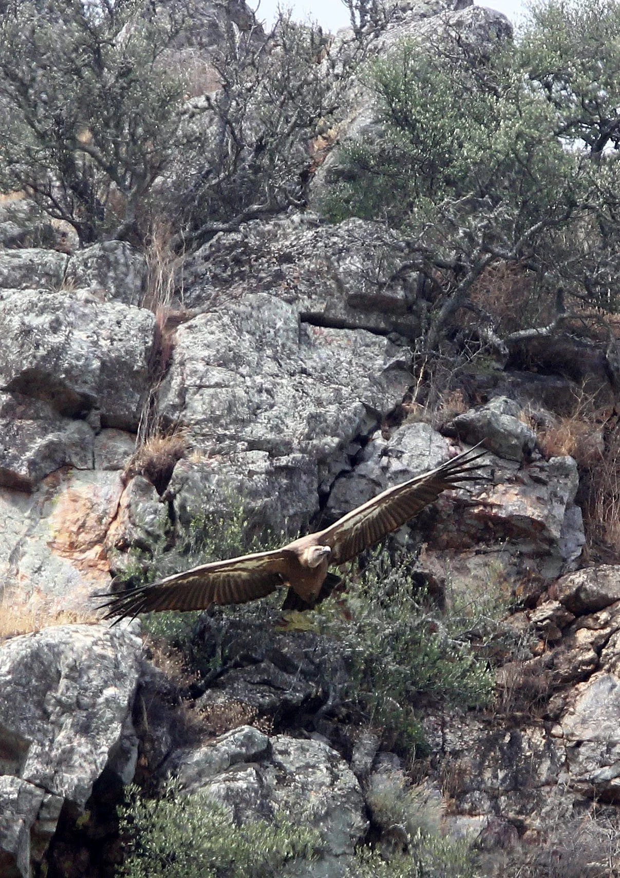 Gyps fulvus - GRIFFON (EUROPEAN GRIFFON) VULTURE - MONFRAGUE NATIONAL PARK SPAIN (7).JPG